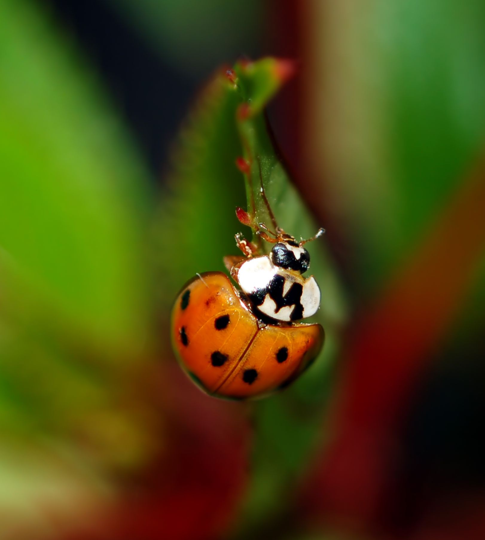 Asian Beetles & Ladybugs Infestations | Pest Control Long Island | NYC