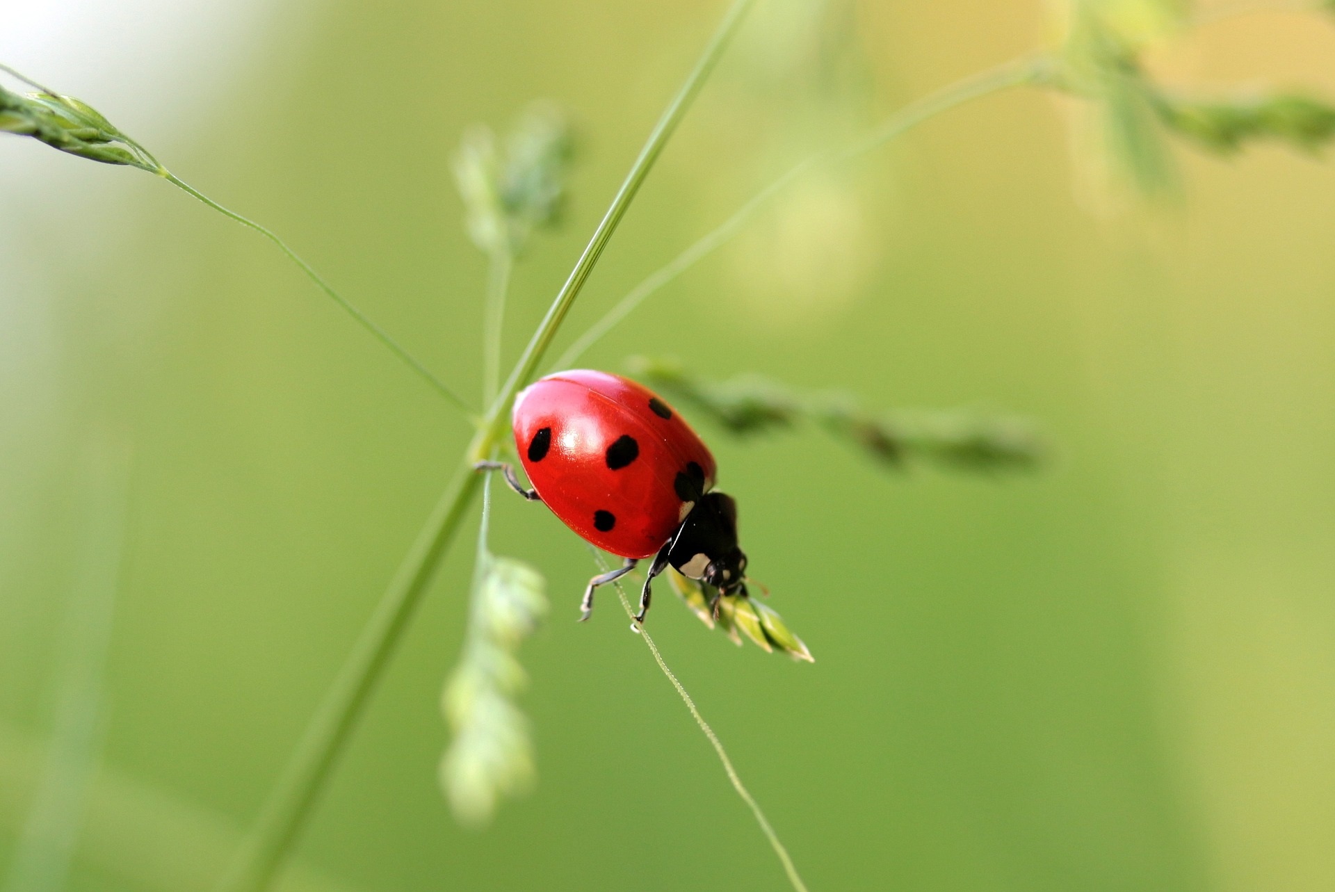 Asian ladybug photo
