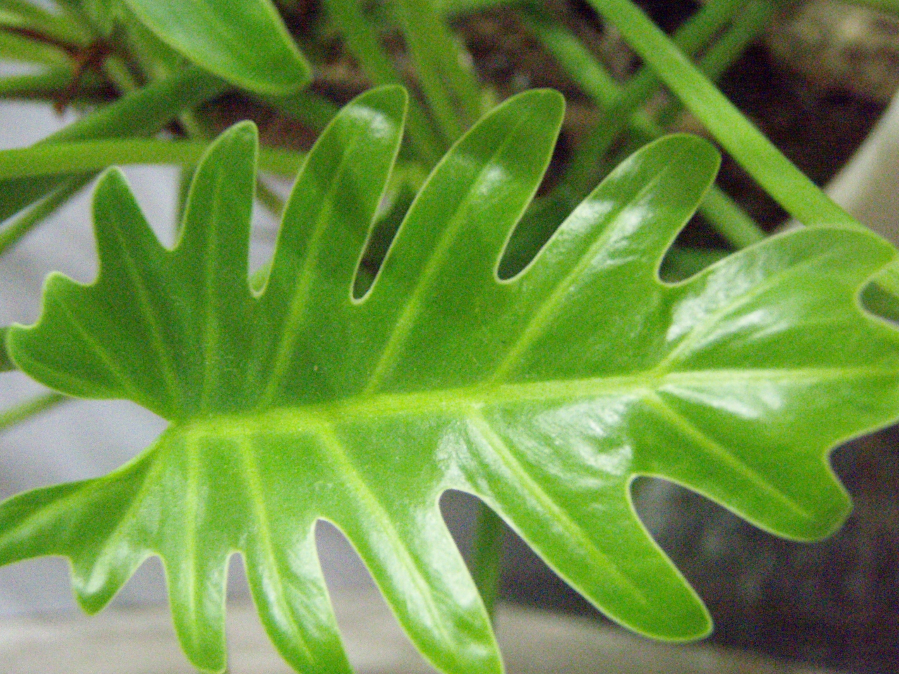 Asian leaf up close, Asian, Bright, Green, Leaf, HQ Photo