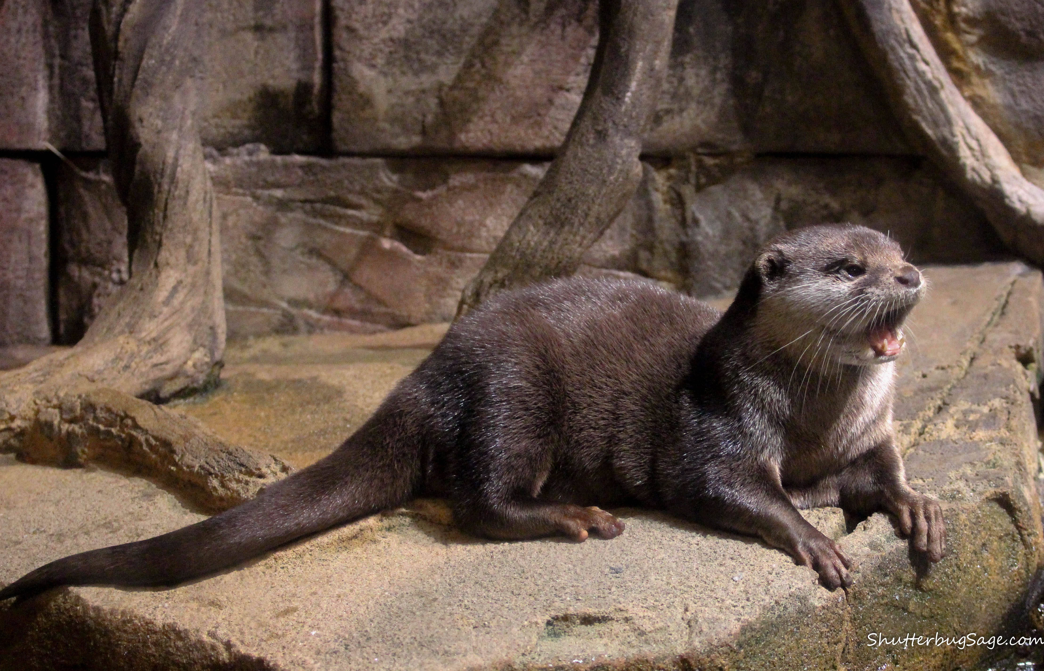 Georgia Aquarium: Asian Small-Clawed Otter | ShutterbugSage.com