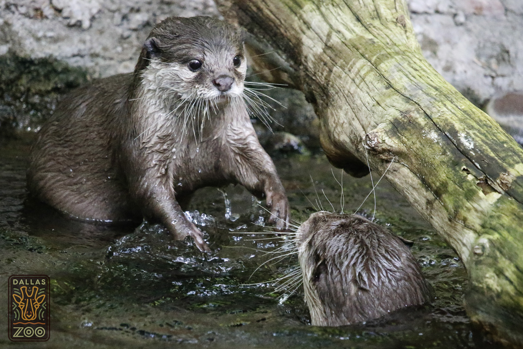 Asian small clawed otter | Dallas ZooHoo!