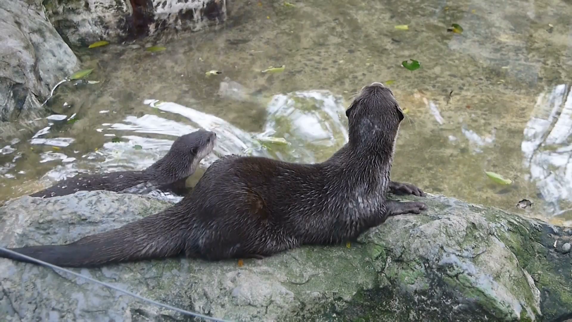 Asian Small Clawed Otter Stock Video Footage - VideoBlocks