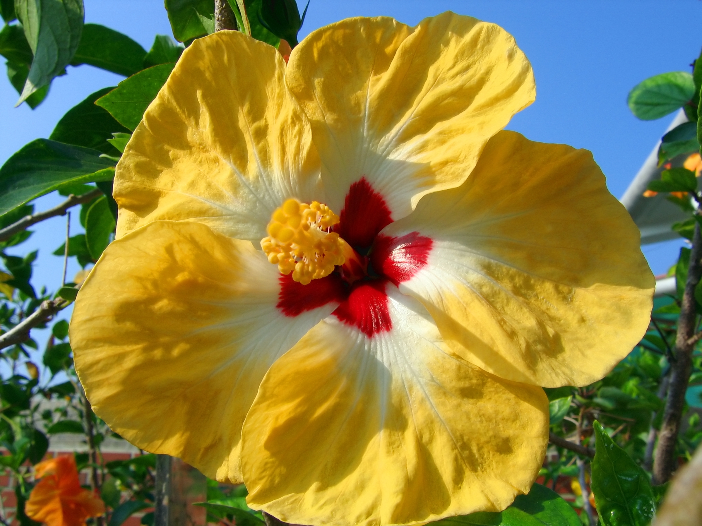 Asian variety of rose mallow photo