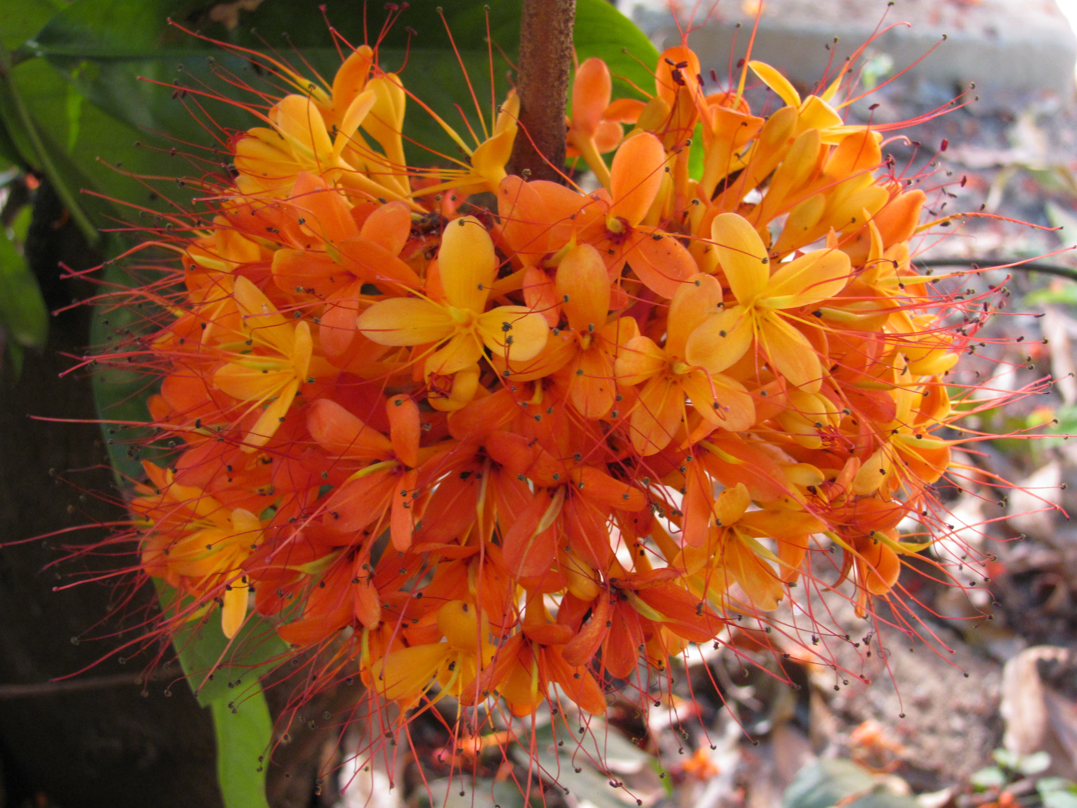 File:Asoka flower.JPG - Wikimedia Commons