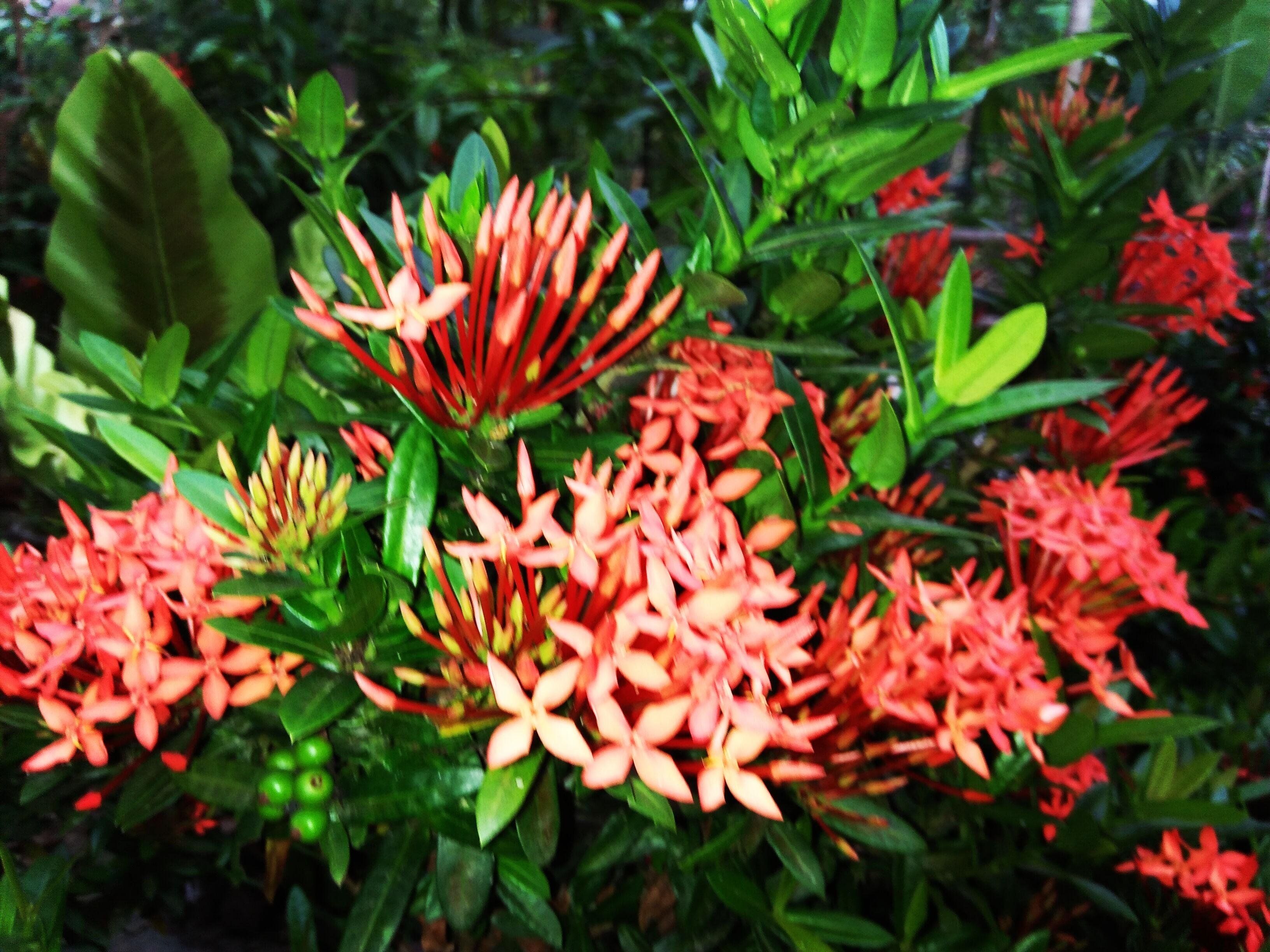 The Beauty of Ashoka Flower — Steemit