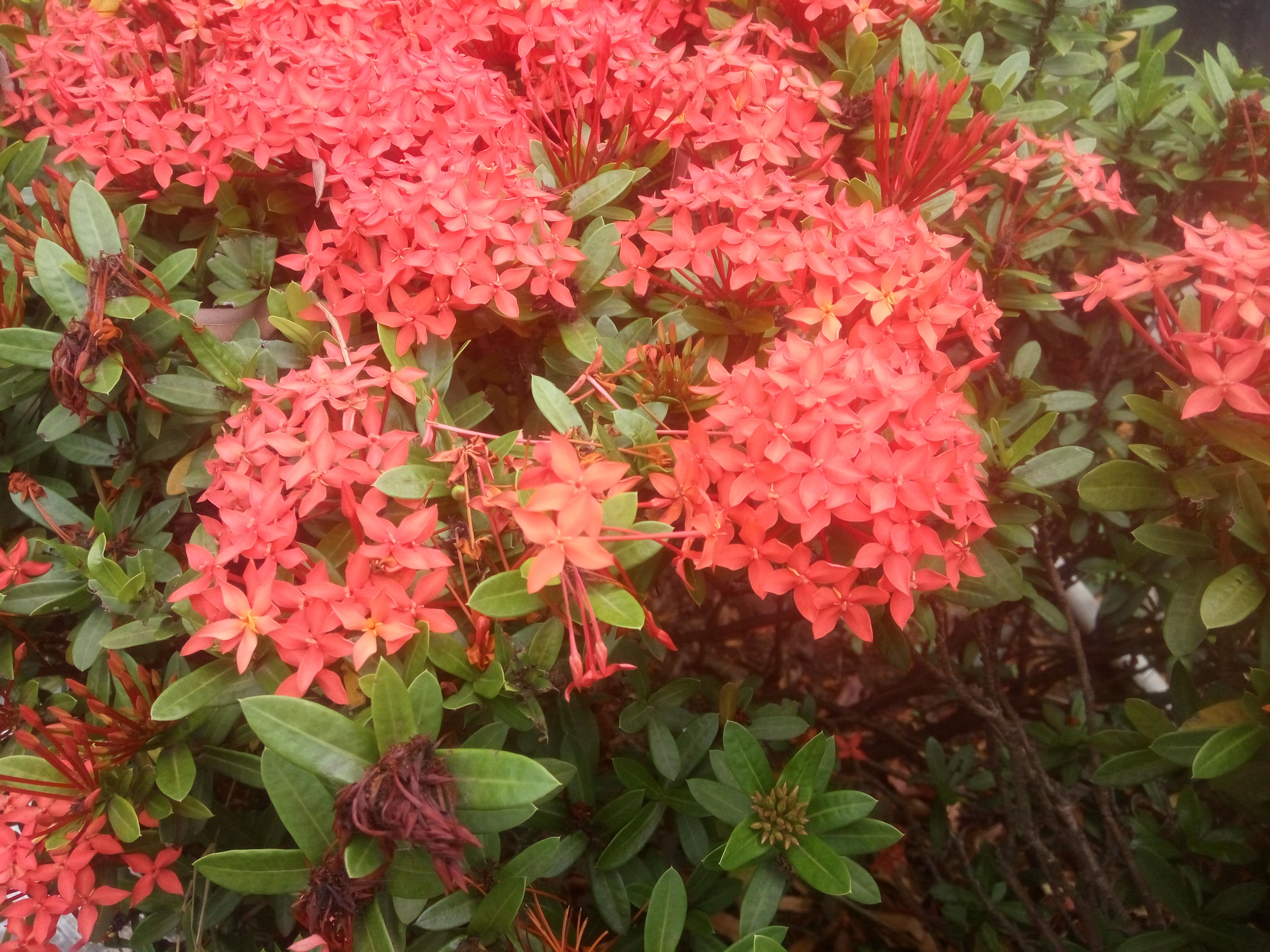 The Beauty Of Asoka Flower — Steemkr