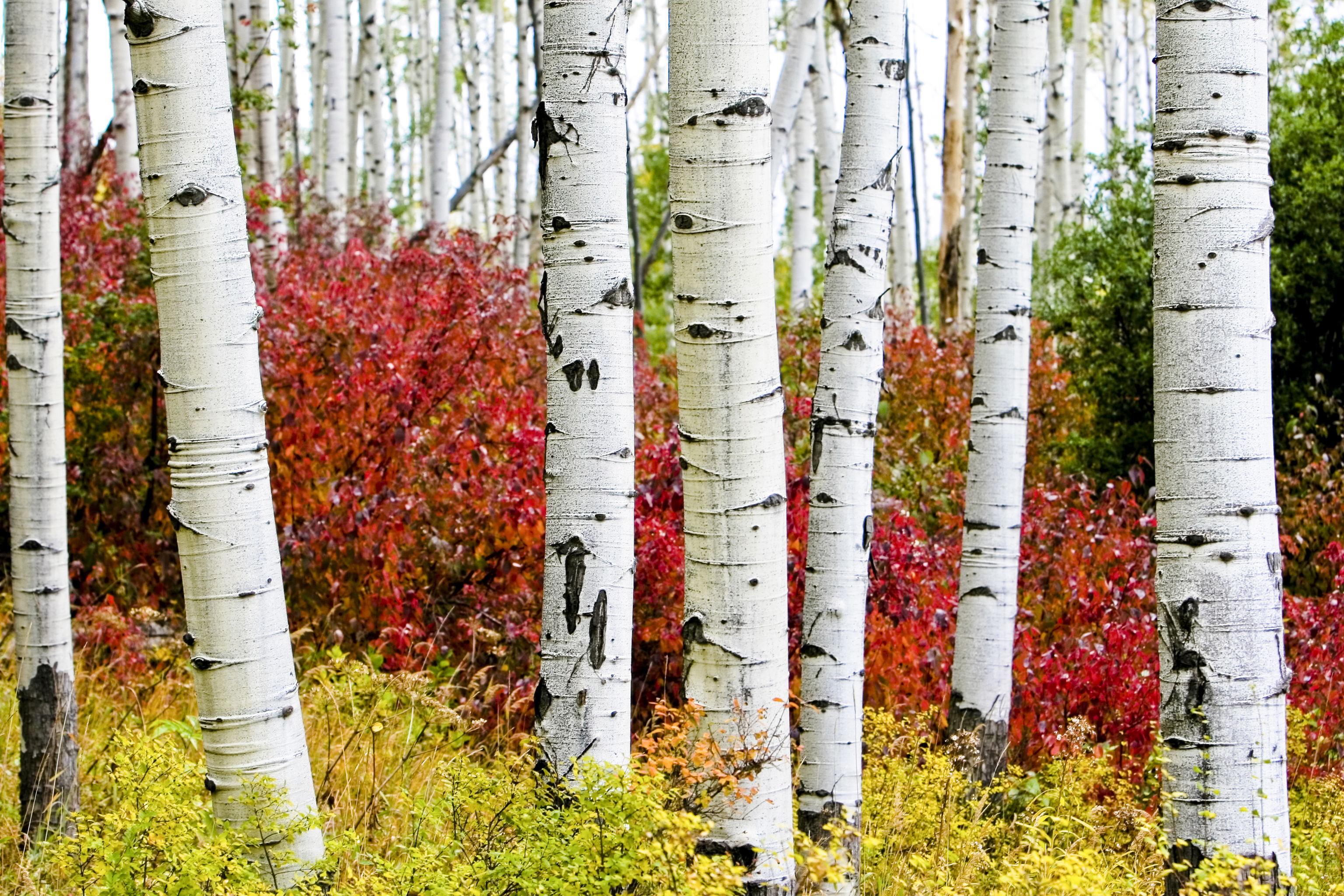 Aspen trees' paper-white trunks near Vail | Colorado.com