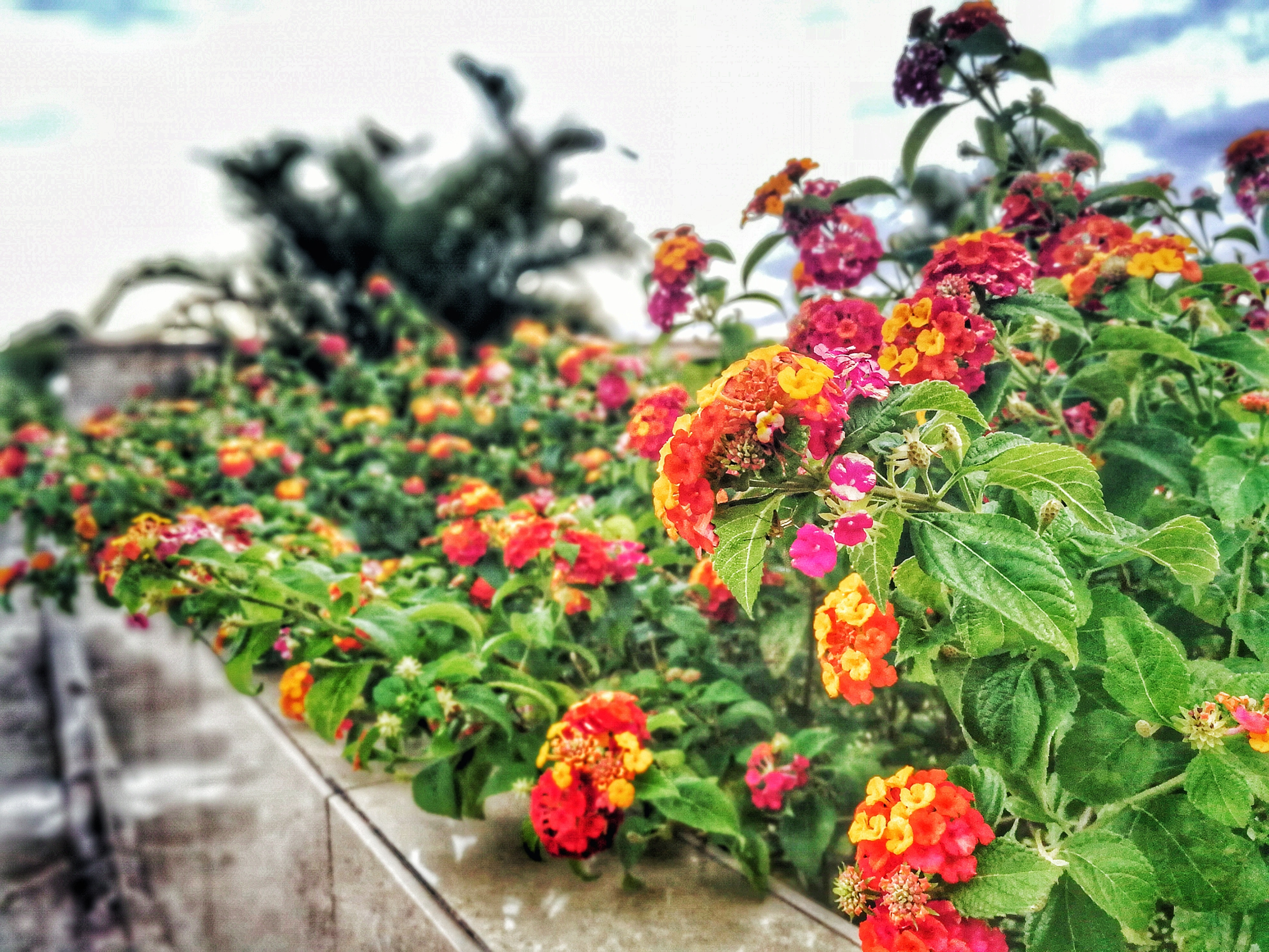 Assorted-color lantana flowers lined photo