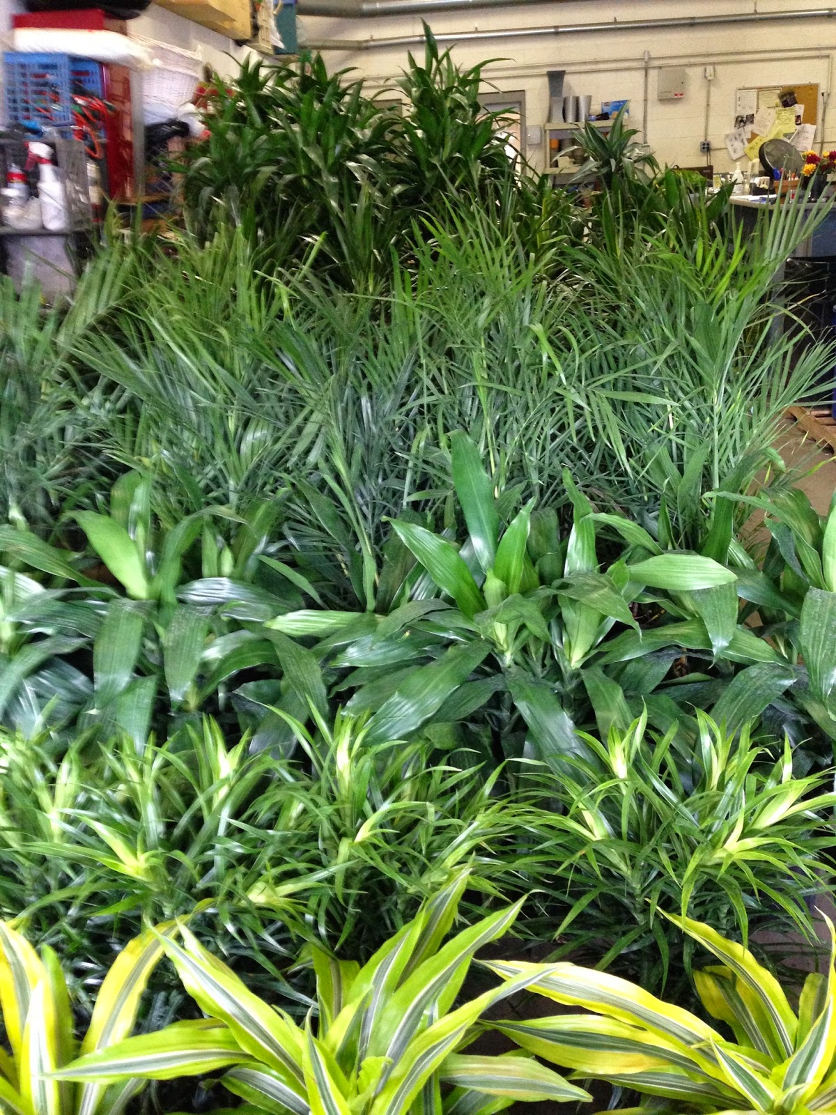 PDI Plants Blog: Spring is Here! Tropical plants fresh from our ...