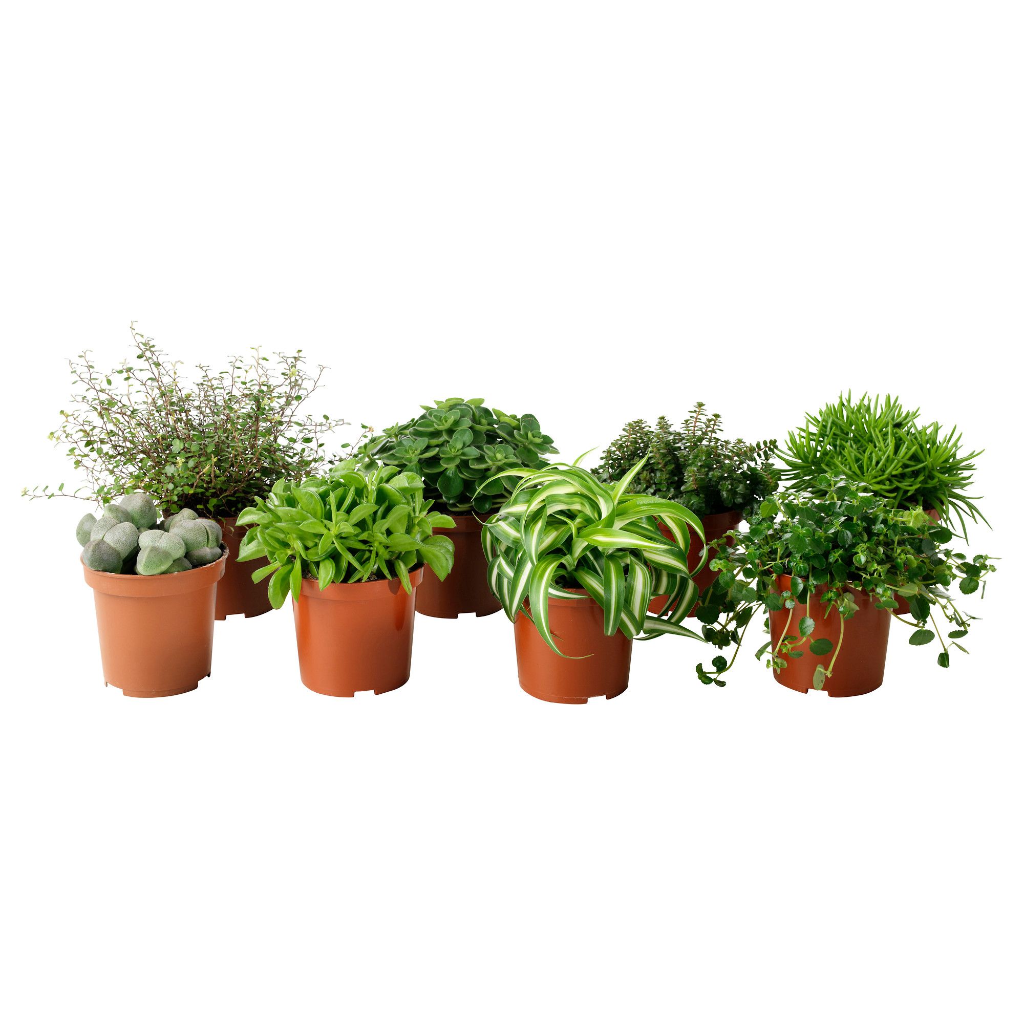 HIMALAYAMIX Potted plant, assorted species plants | Apartments ...