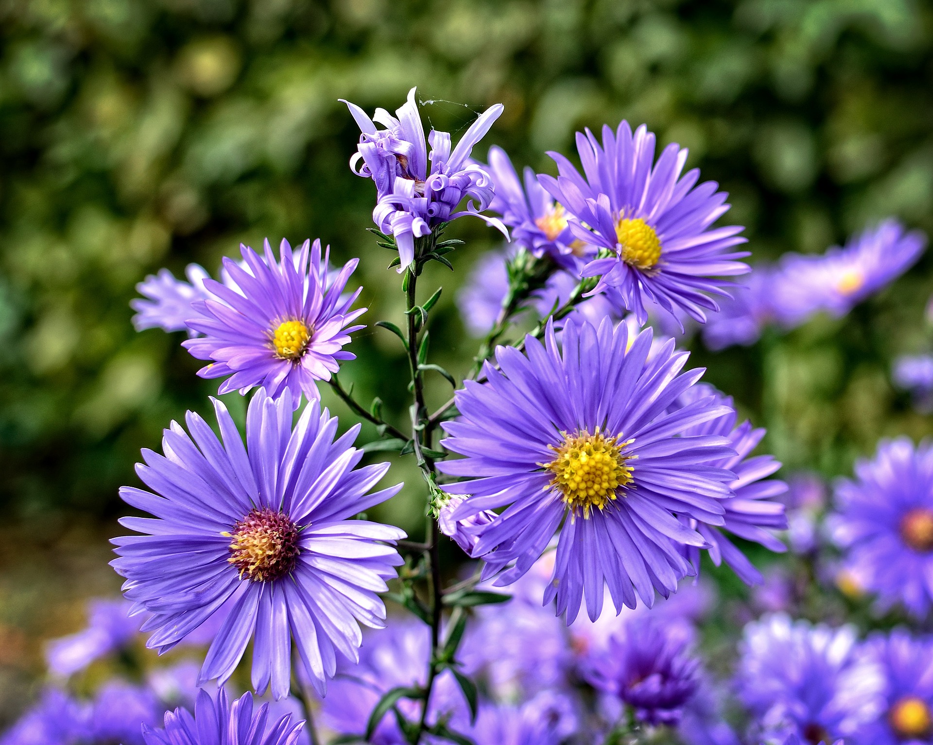 Aster: How to Plant, Grow, and Care for Aster Flowers | The Old ...