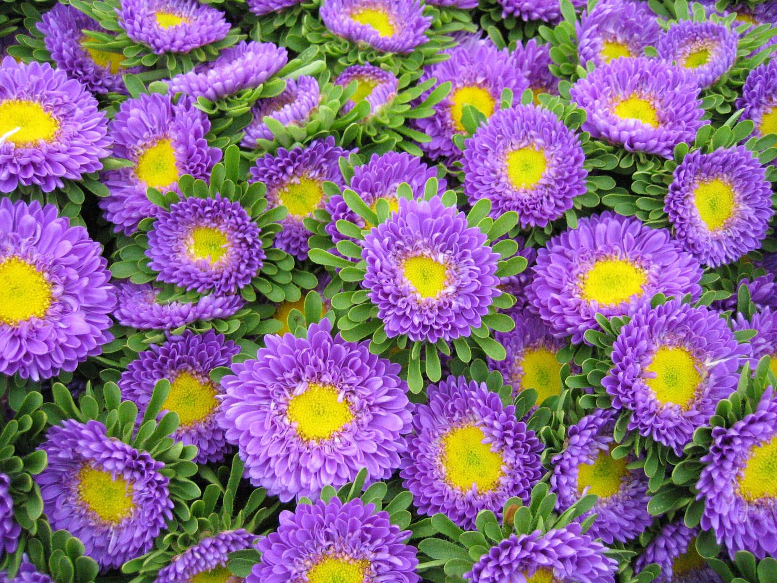 aster flower | Aster+Flowers+Wallpapers+03 Aster Flowers Wallpapers ...
