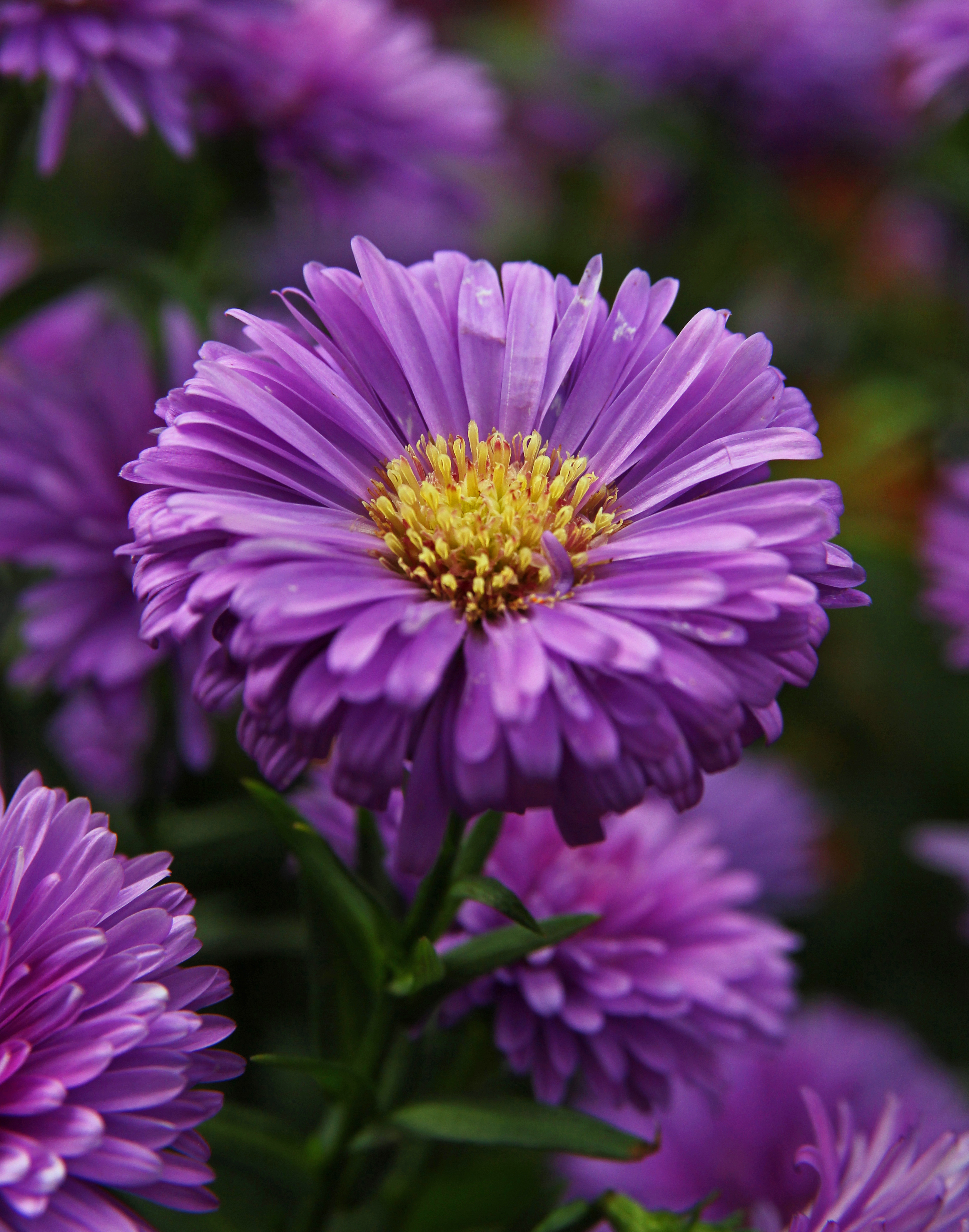 Purple Aster flowers – ingaphotography