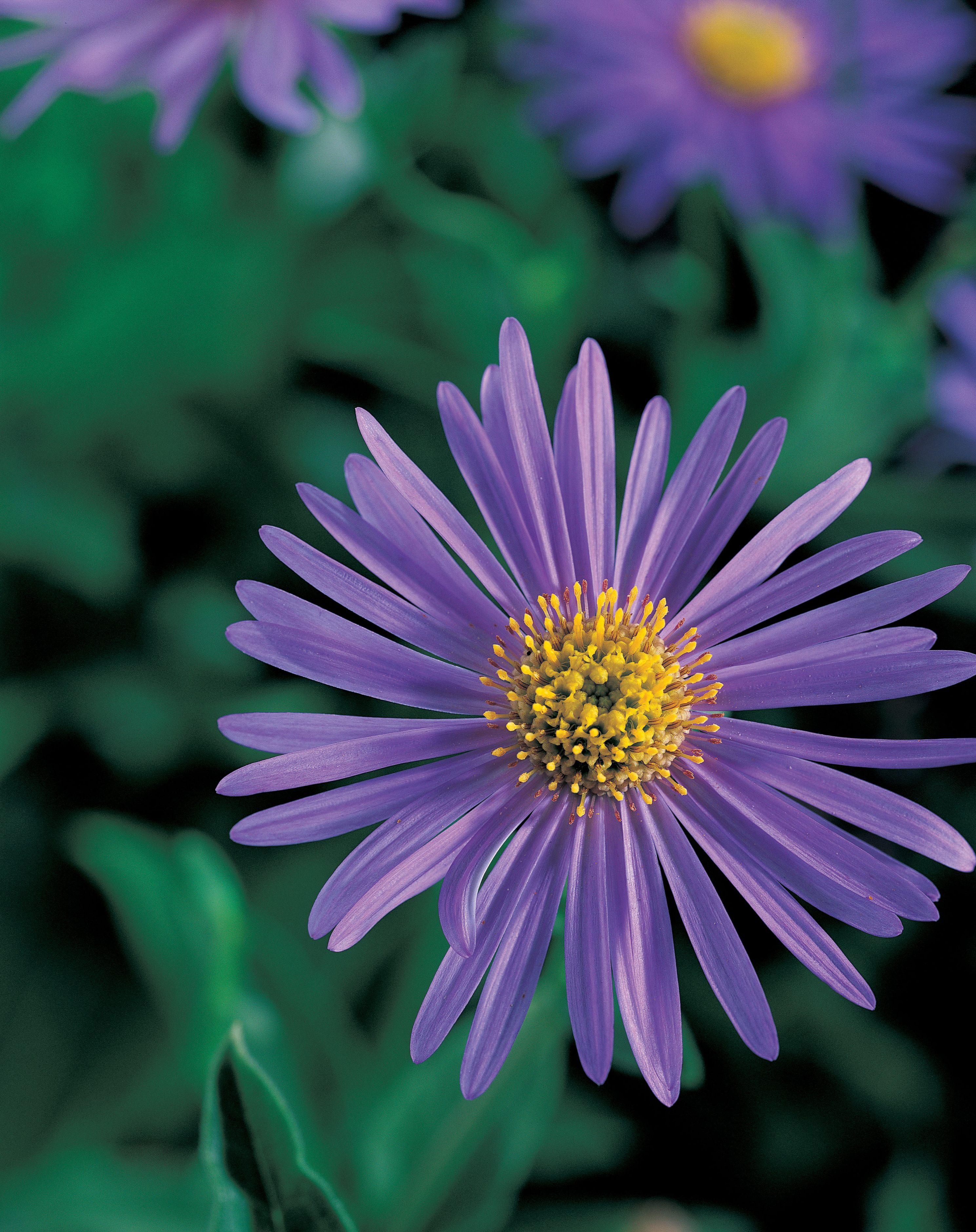 10 Easy-Growing Asters - Sunset Magazine