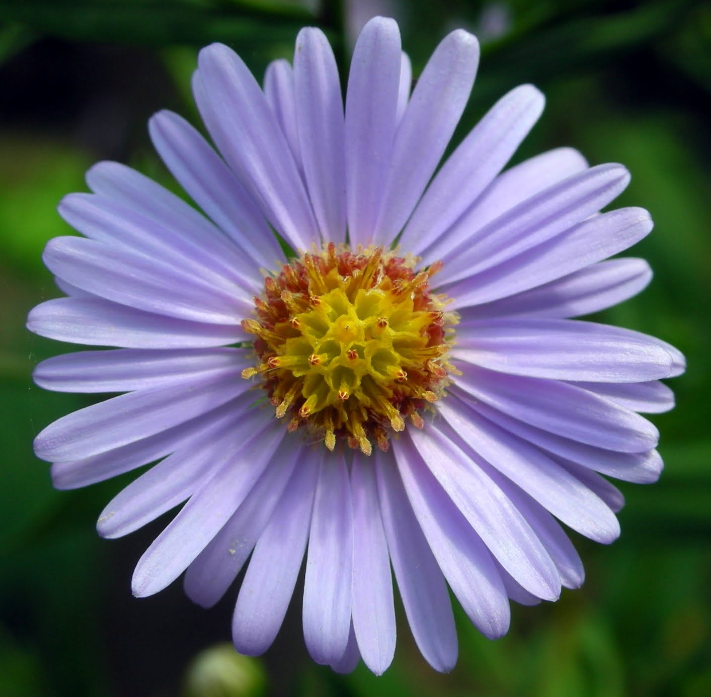 What does the Aster flower mean? Patience, Love of Variety ...