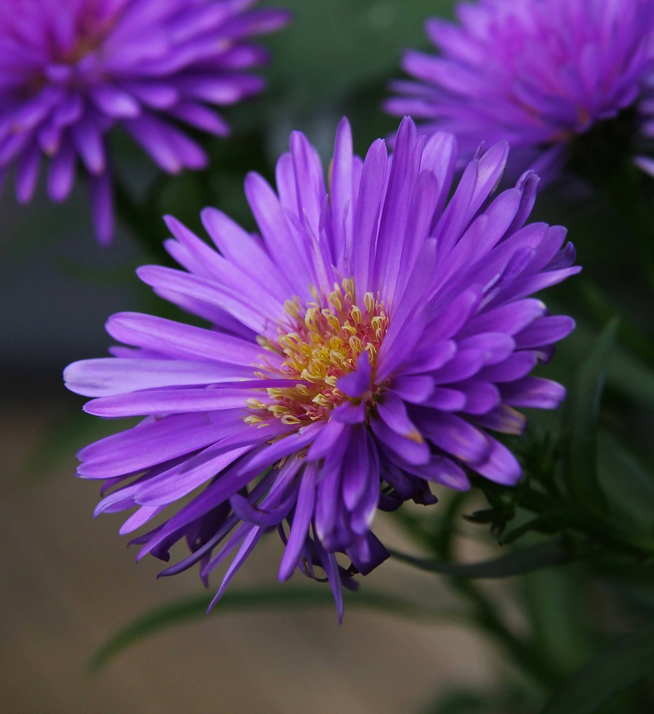 Spelndid Aster Flowers Purple Most 45 Beautiful Flower Images ...