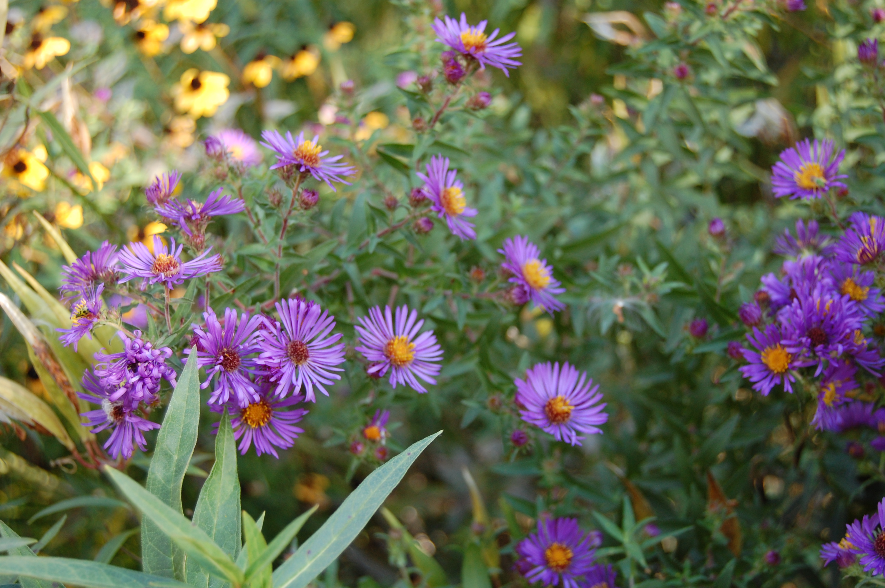 An Astonishing Variety of (Mostly) Wild Asters – gardeninacity