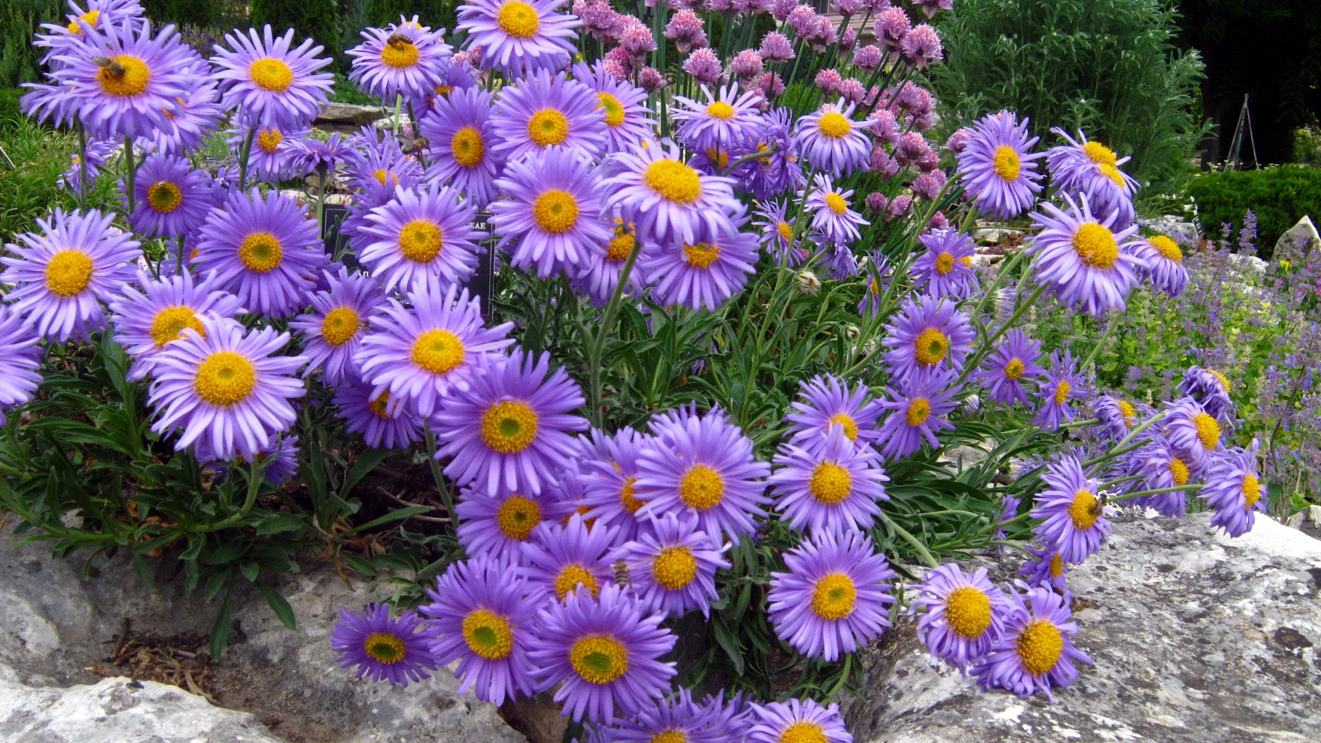 Download Wallpaper 1920x1080 asters, flowers, stone, park ...