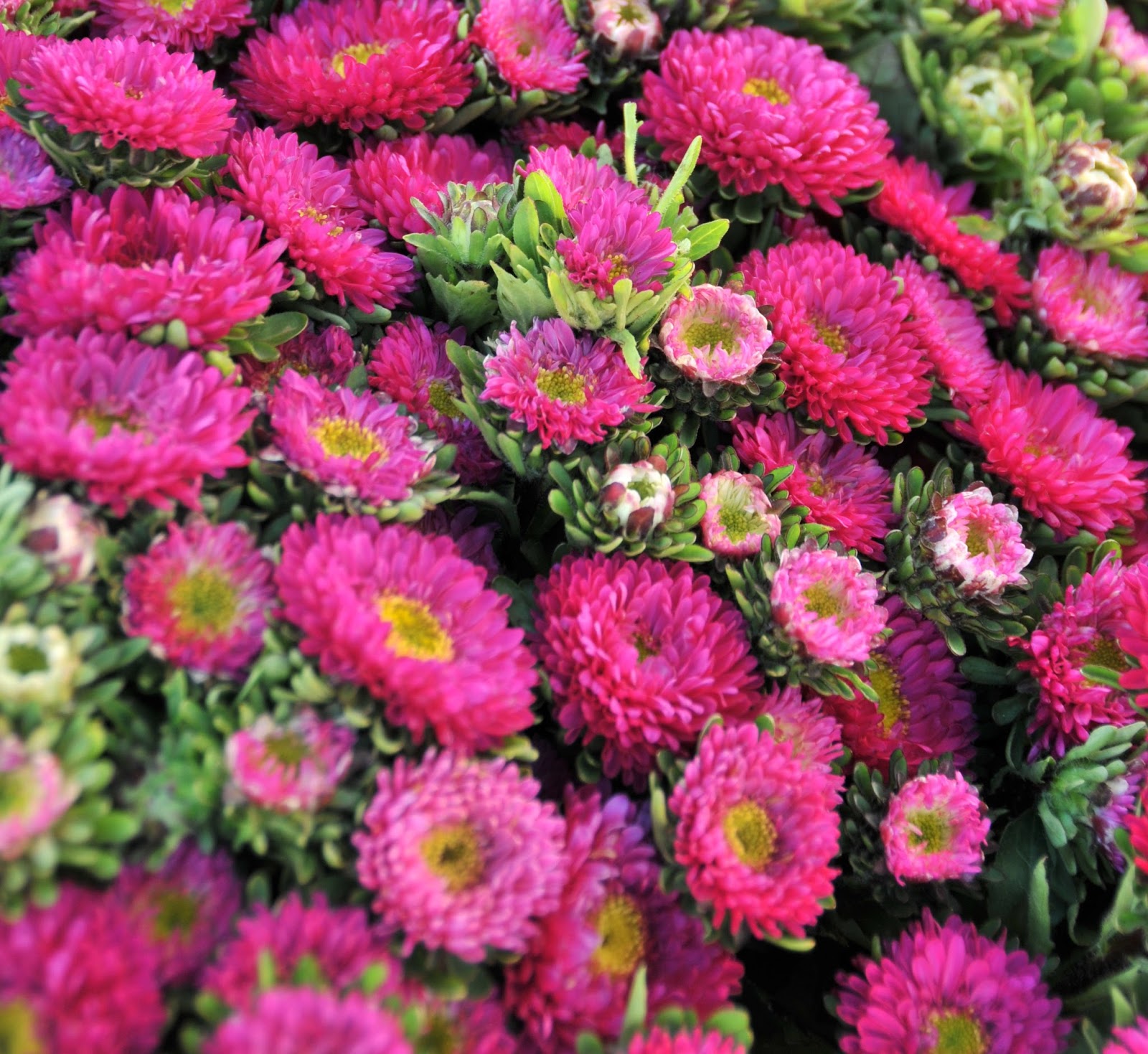The Star Power of Matsumoto Asters | Flower Talk