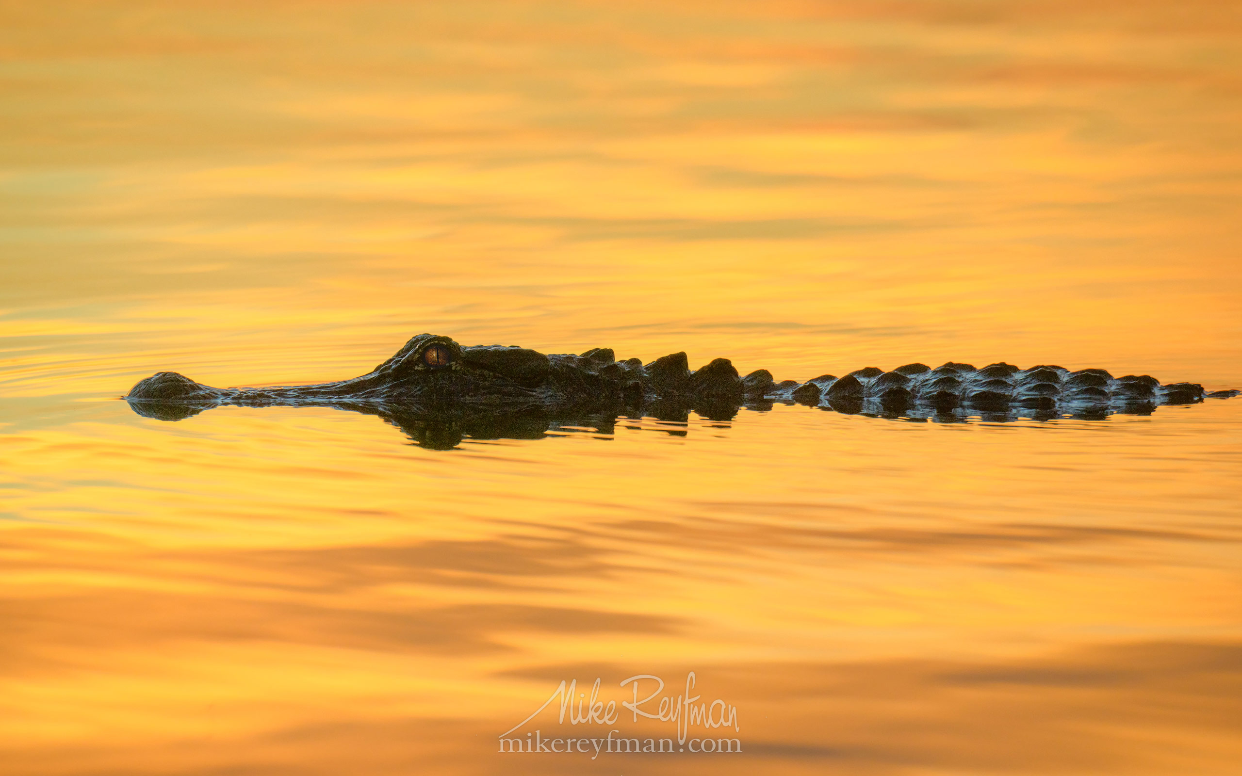 American Alligator in golden light at sunset. Lake Martin, Louisiana ...