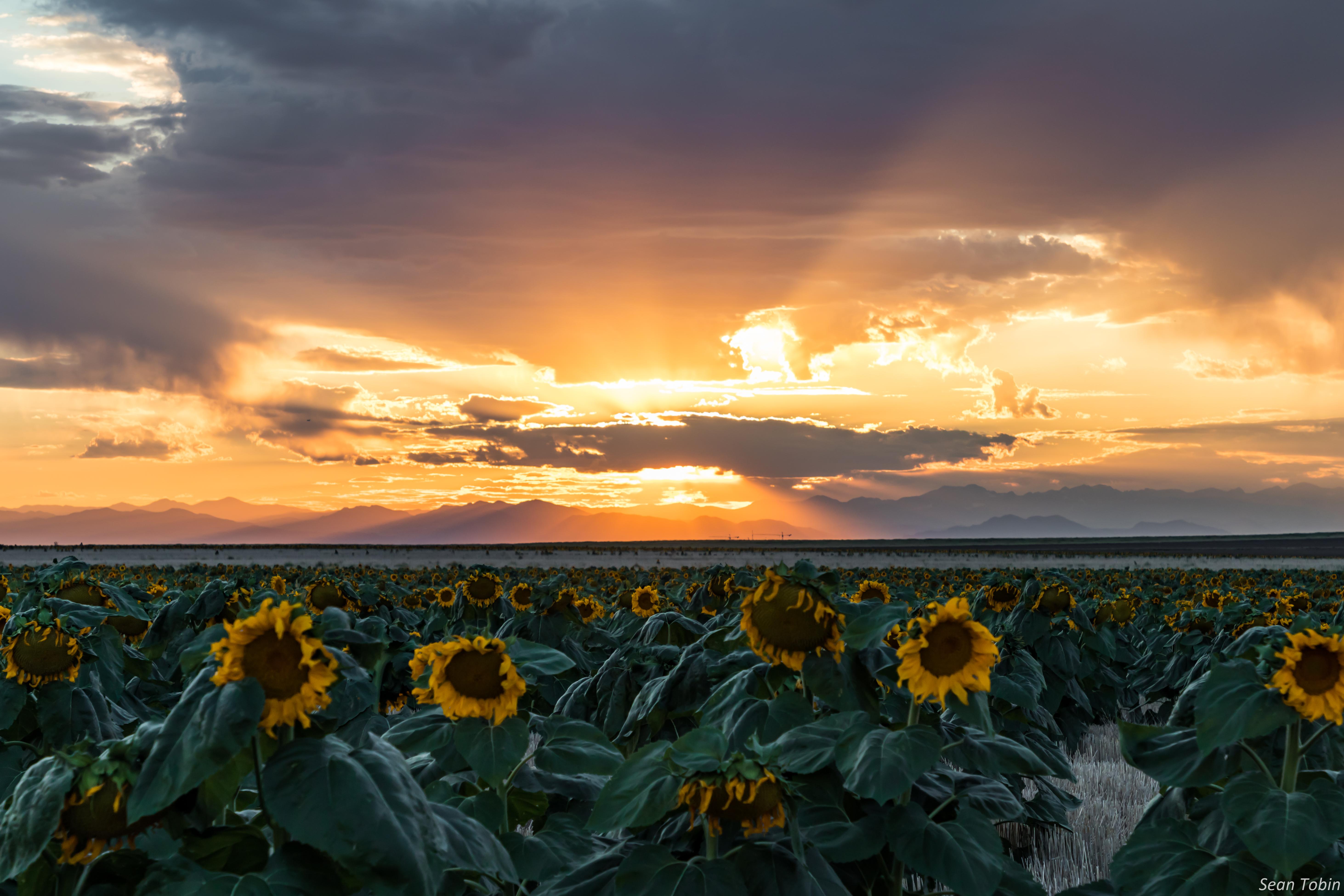Sunflowers at Sunset : Denver