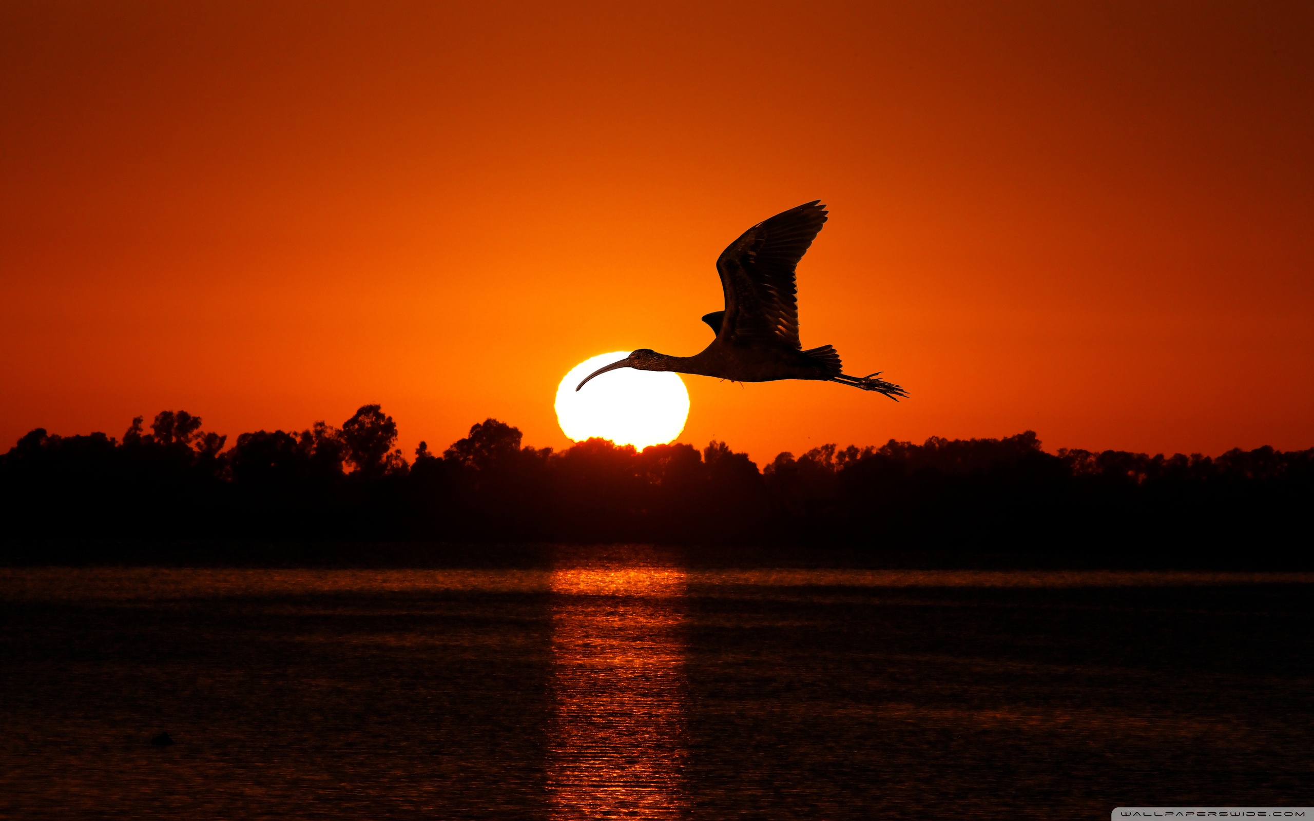 Bird Flying At Sunset ❤ 4K HD Desktop Wallpaper for 4K Ultra HD TV ...