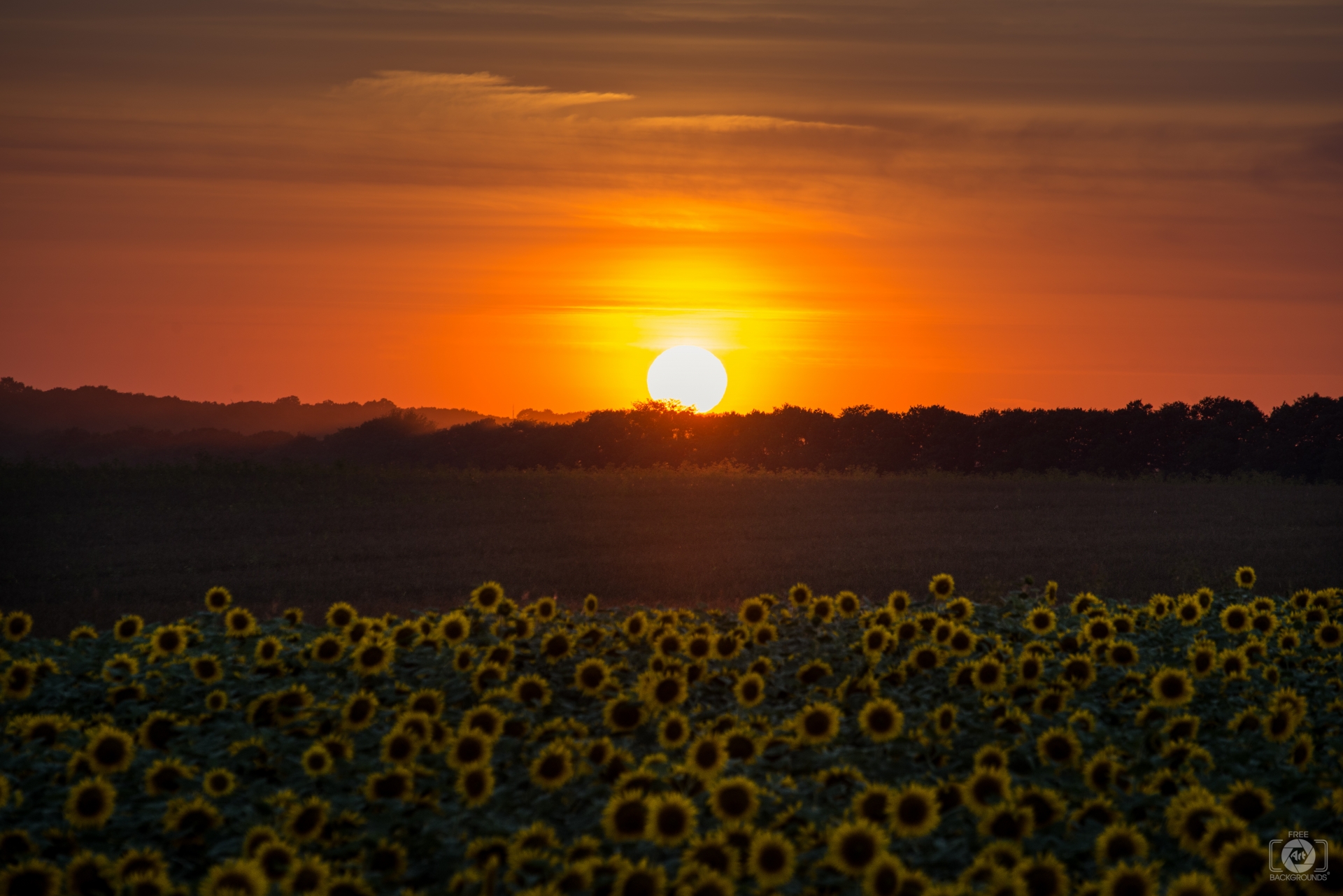Sunflower Field at Sunset Background - High-quality Free Backgrounds