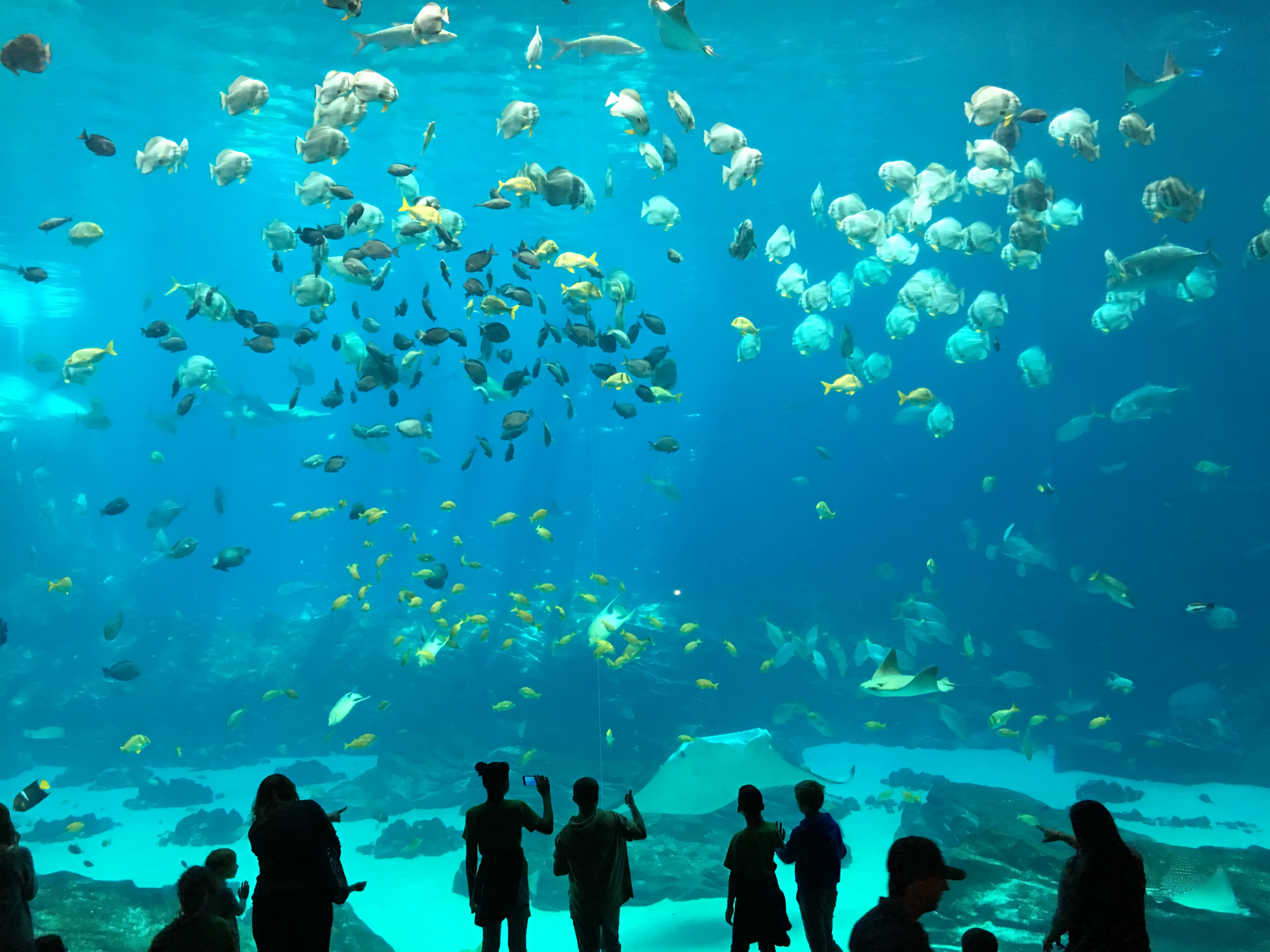 Atlanta Aquarium, Georgia