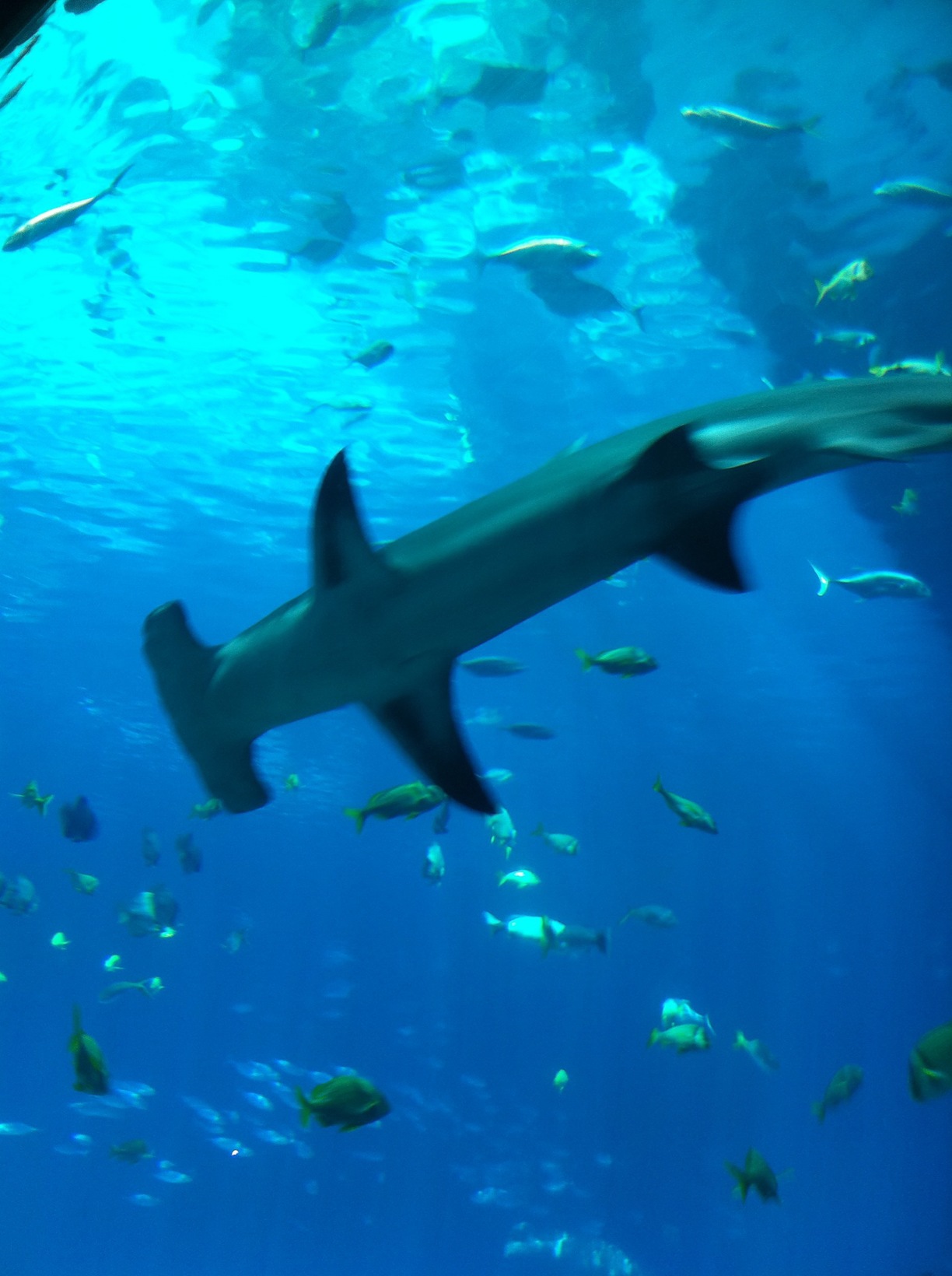 Georgia Aquarium, Atlanta, Georgia - Hammerhead Shark at the...