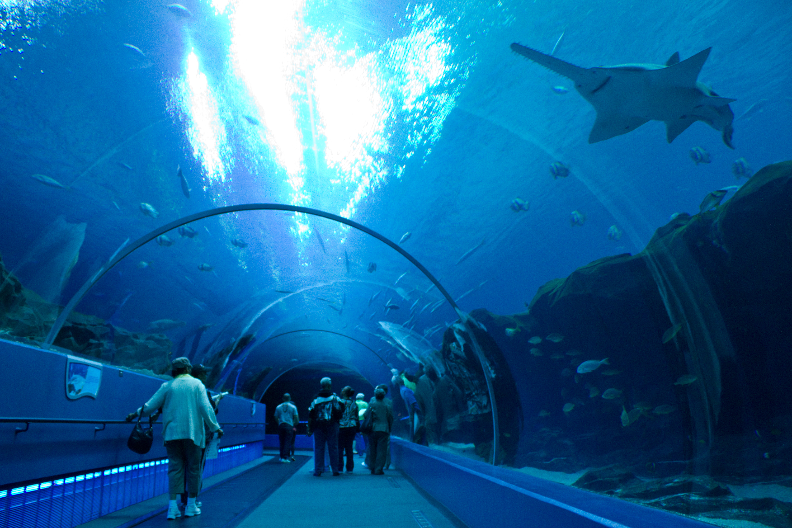 File:Sawfish Atlanta Aquarium.jpg - Wikimedia Commons