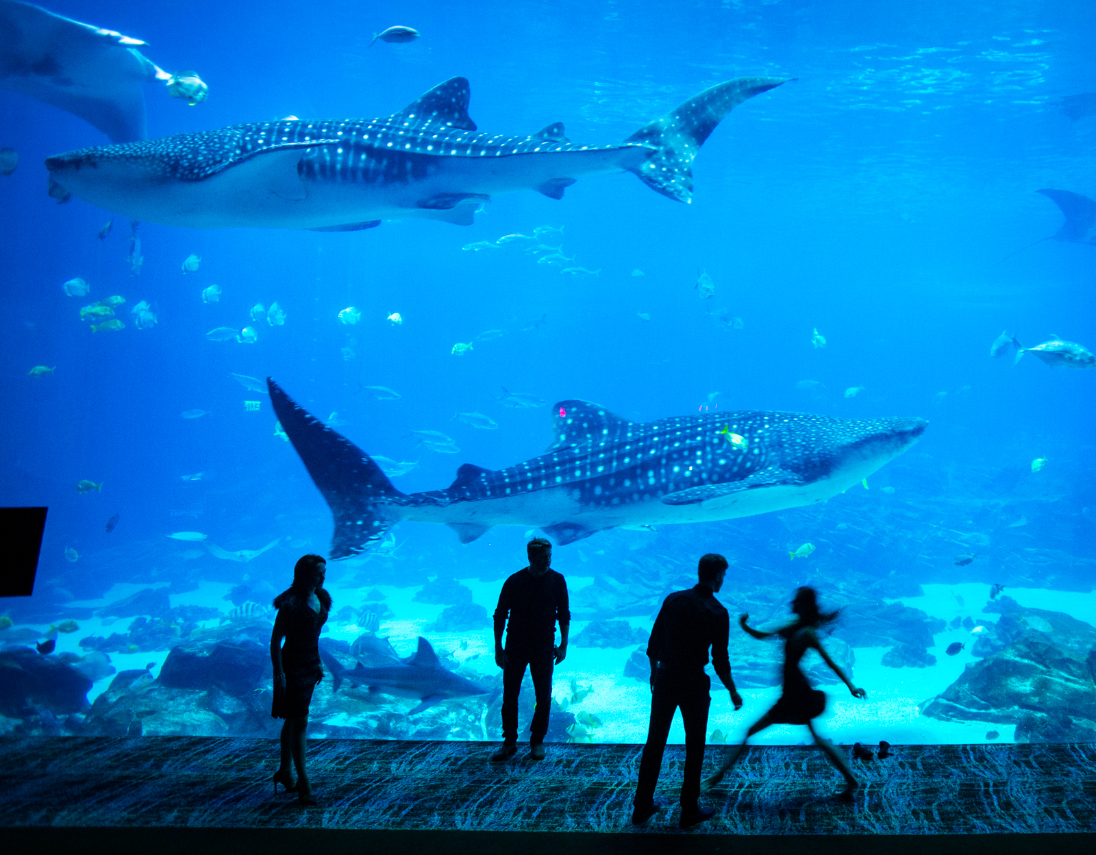 Free photo: Atlanta Aquarium - Aquarium, Fish, Ocean - Free Download - Jooinn