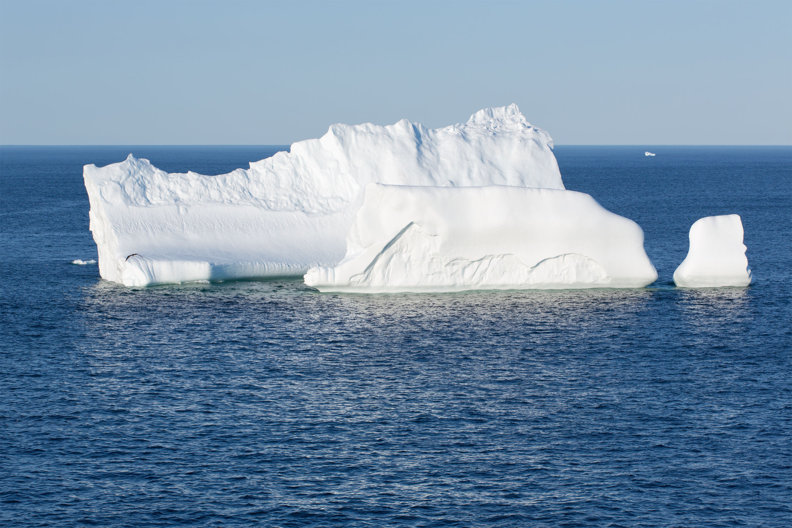 Where Are Icebergs Found In The Atlantic - ocean wildlife list