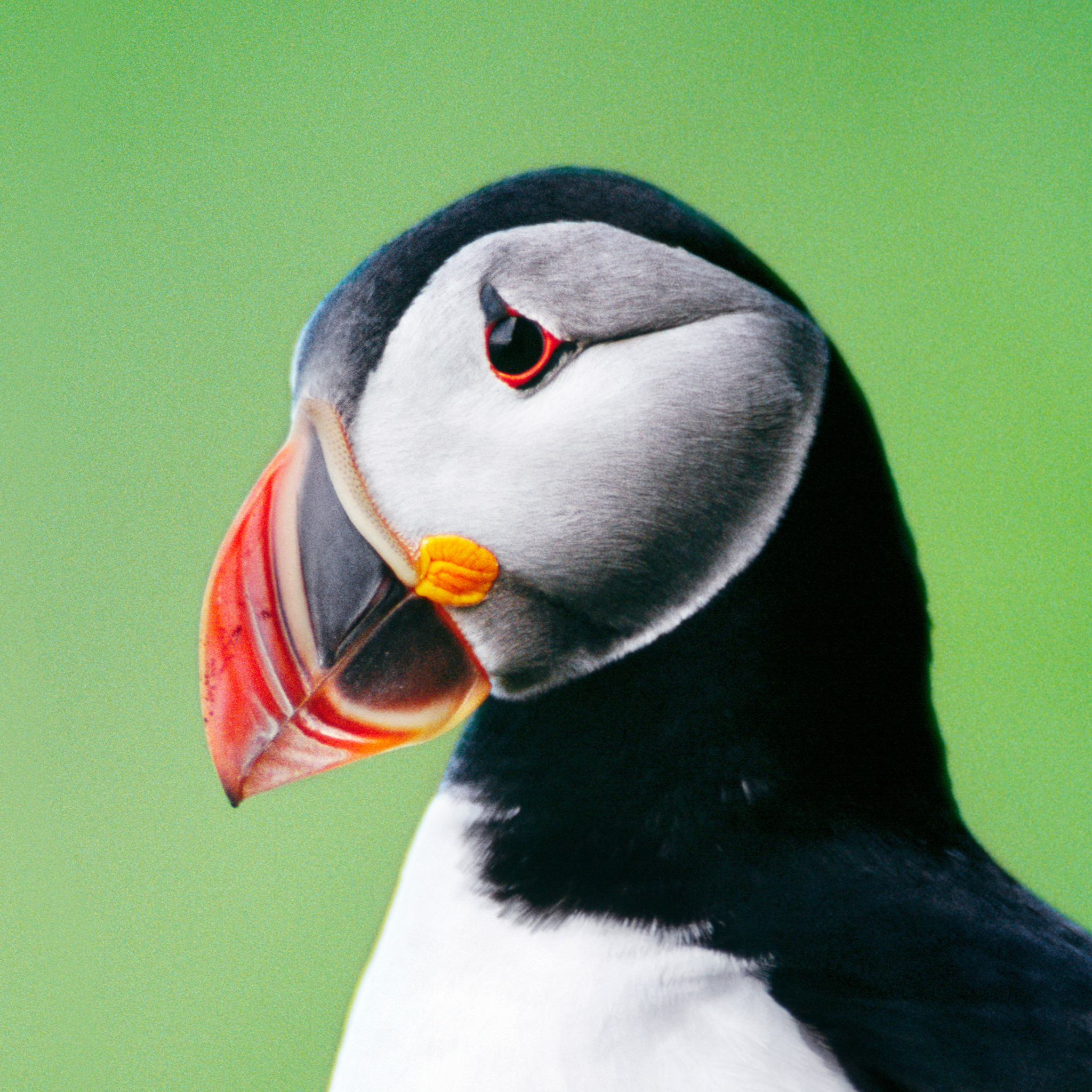 Atlantic Puffin | National Geographic