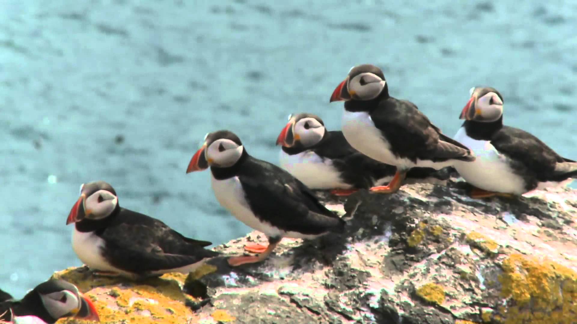 The Atlantic Puffin - YouTube