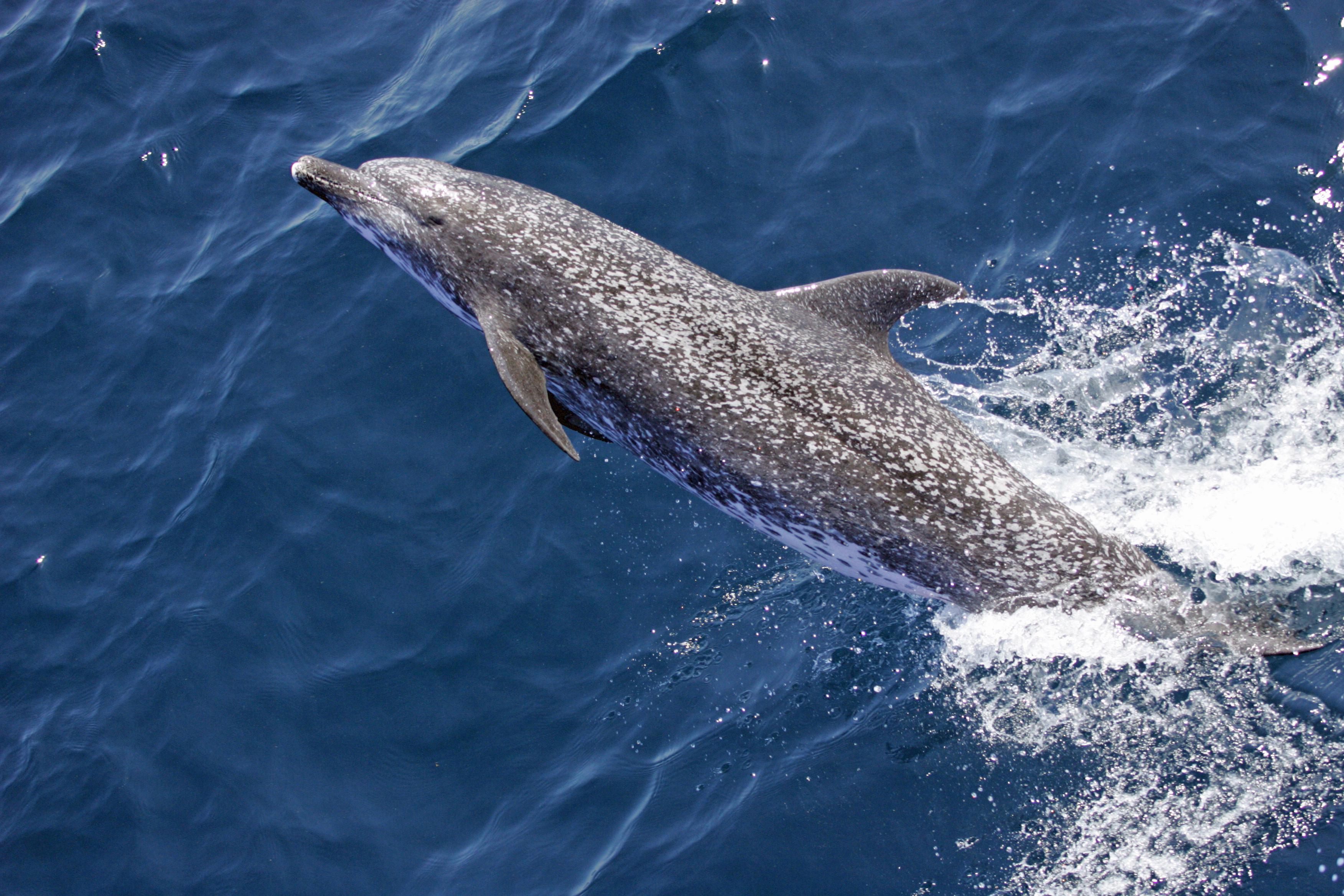 File:Atlantic spotted dolphin (Stenella frontalis) NOAA.jpg ...