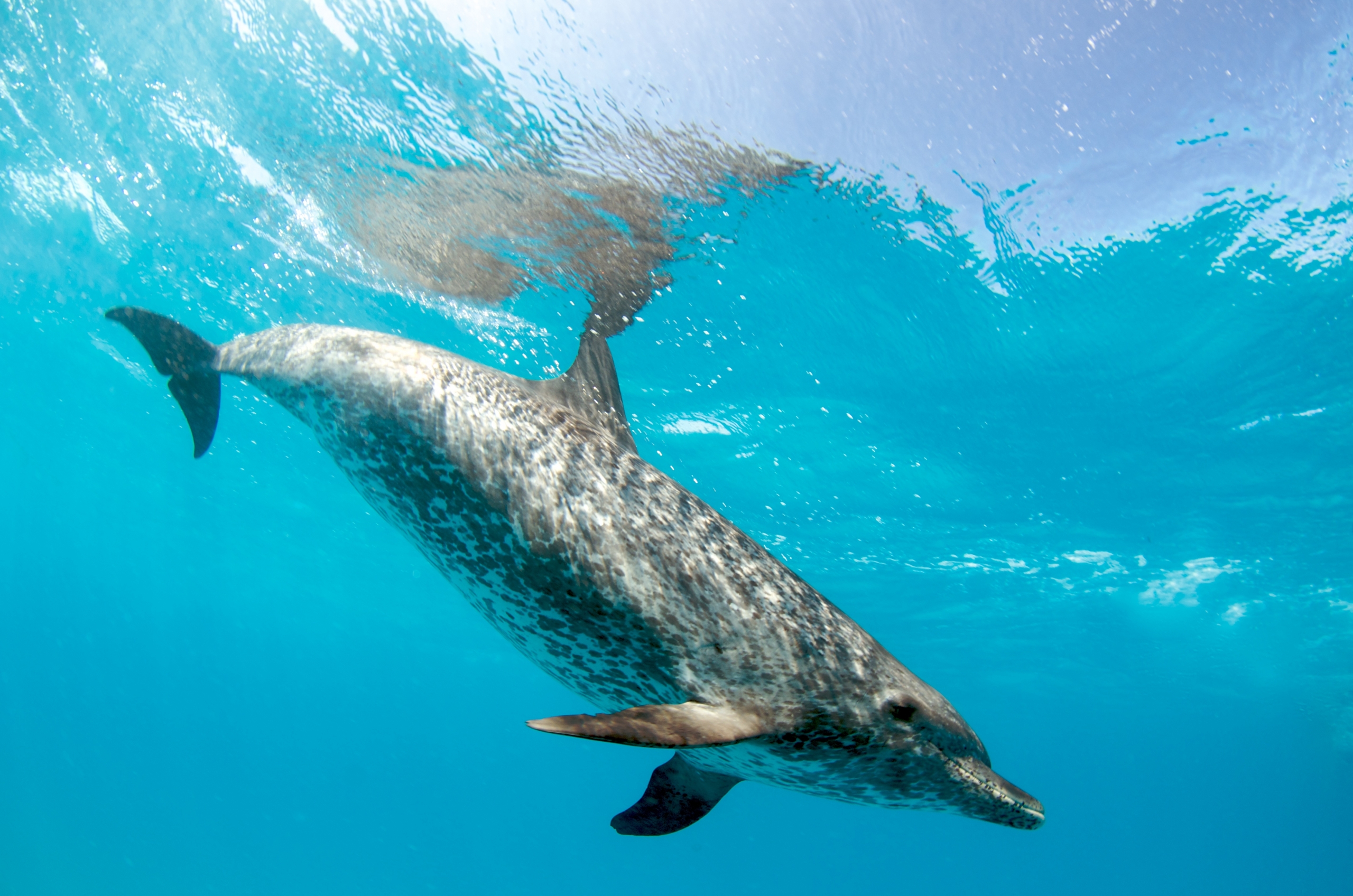 atlantic spotted dolphin | Underwater photos by Arthur de Bock