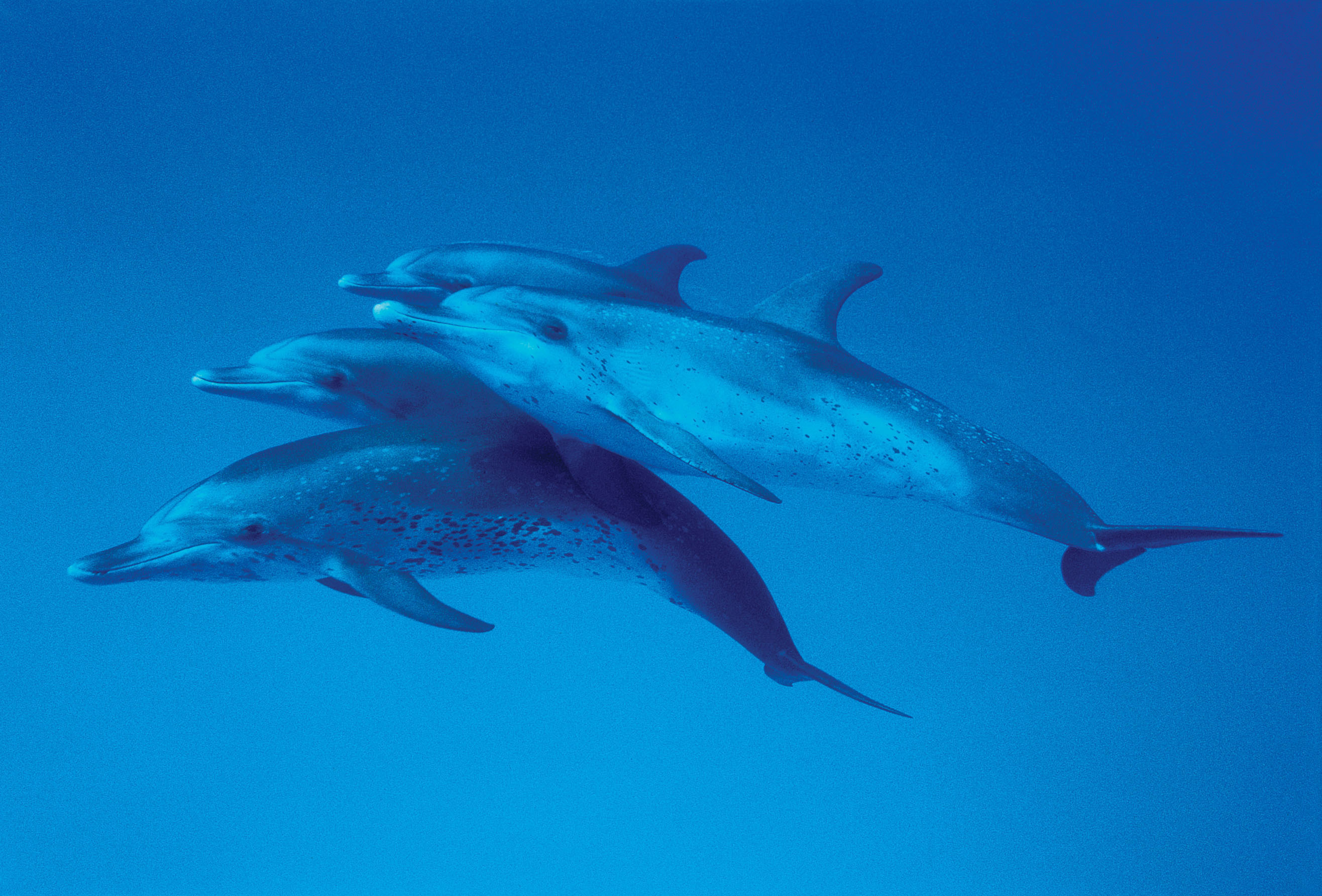 Atlantic Spotted Dolphin photos