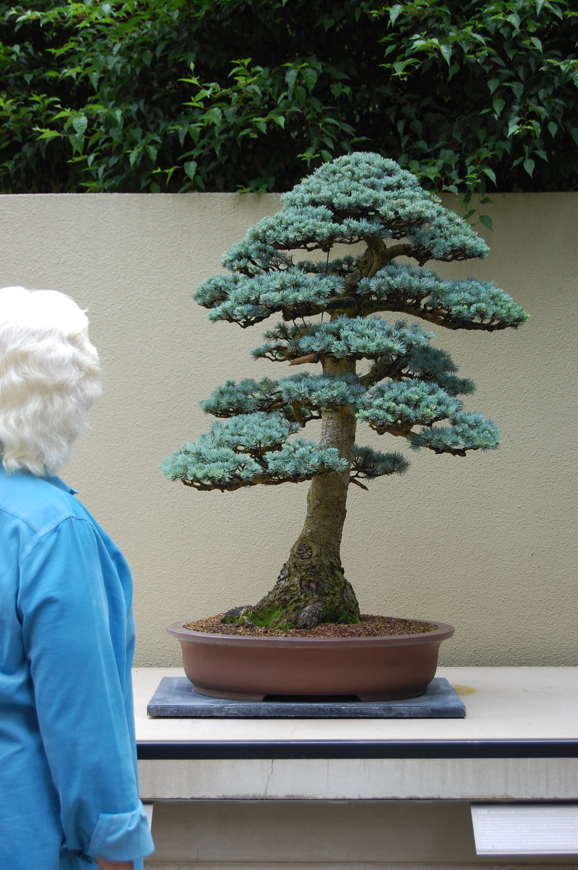 Best In The Northwest' at The Pacific Rim Bonsai Collection ...