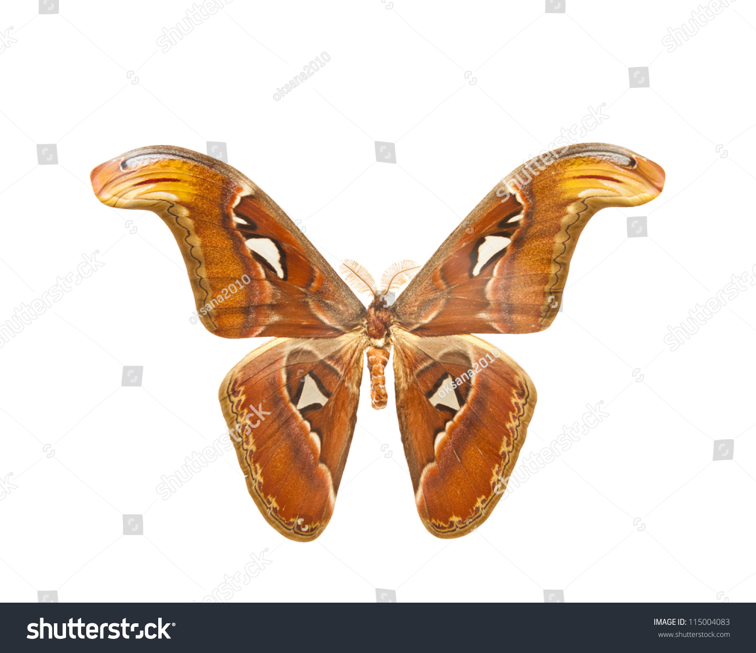 Night Atlas Moth Attacus Isolated On Stock Photo 115004083 ...