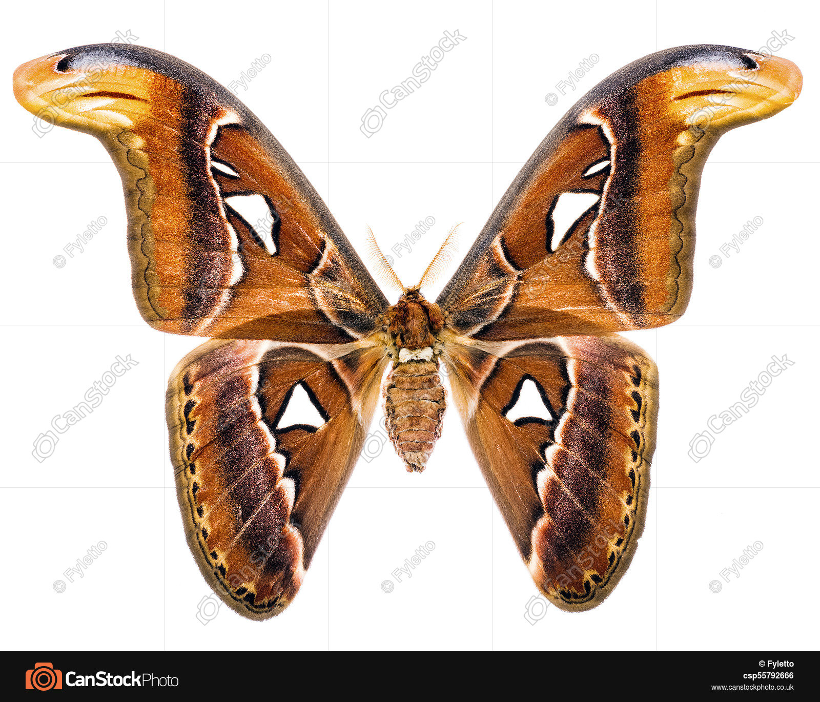Attacus atlas giant moth of indonesia. Attacus atlas is a... stock ...