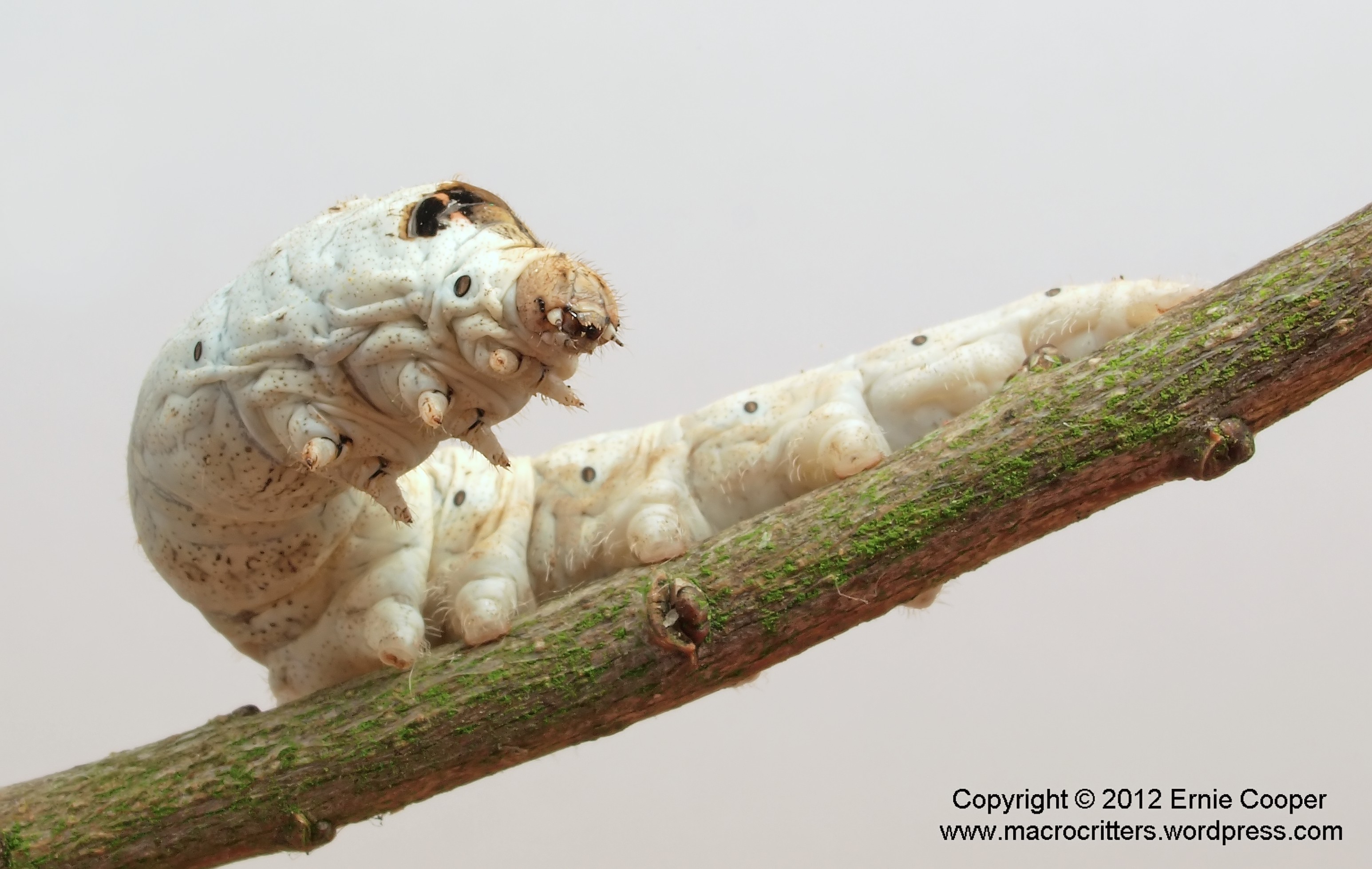 Photographing down the food web: silkworms (Bombyx mori) | macrocritters