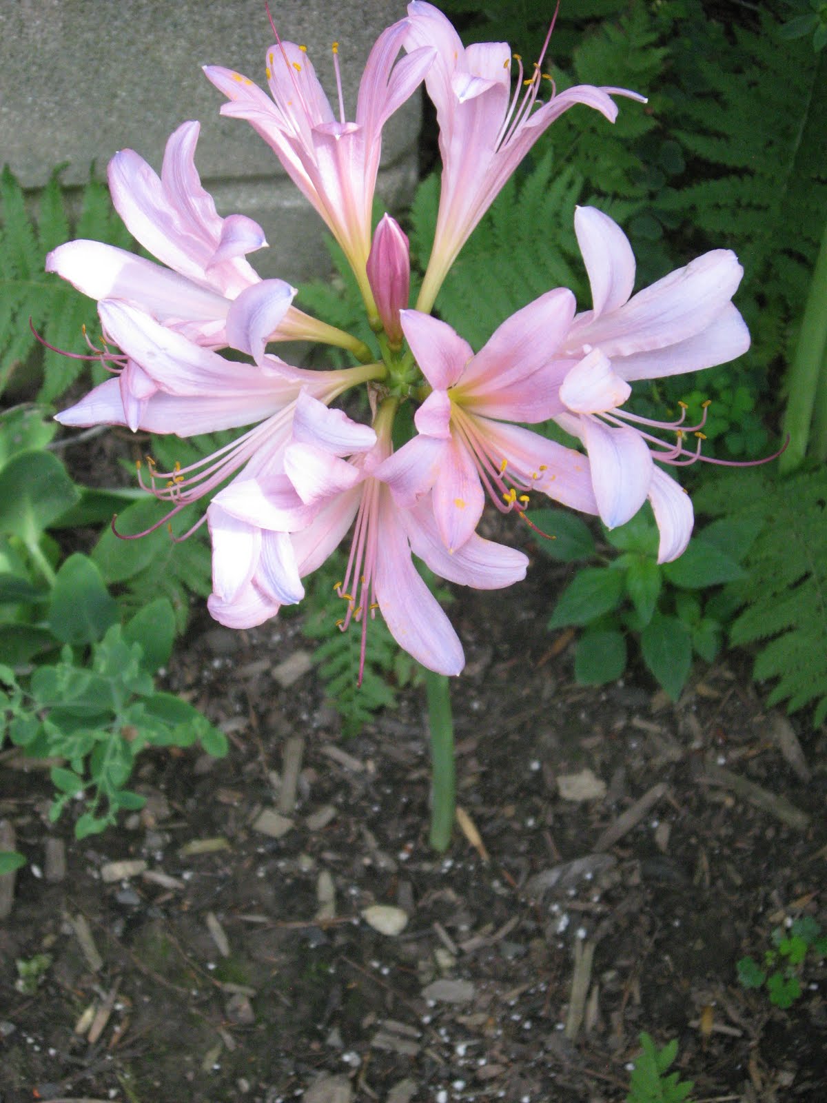 A. J. Rahn Greenhouses: August Lily