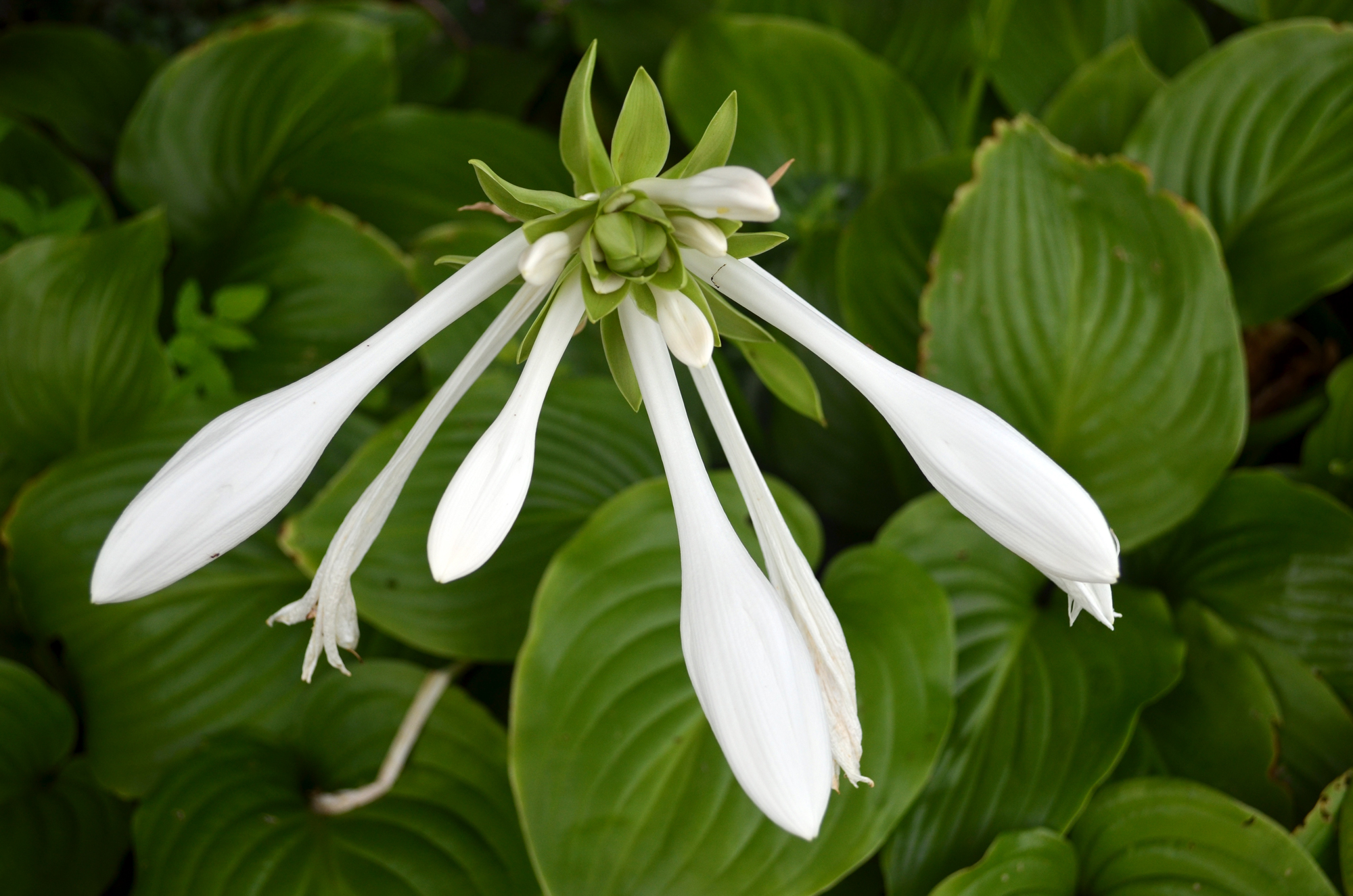 Plant of the Week: Hosta plantaginea (August Lily) | Wave Hill Blog