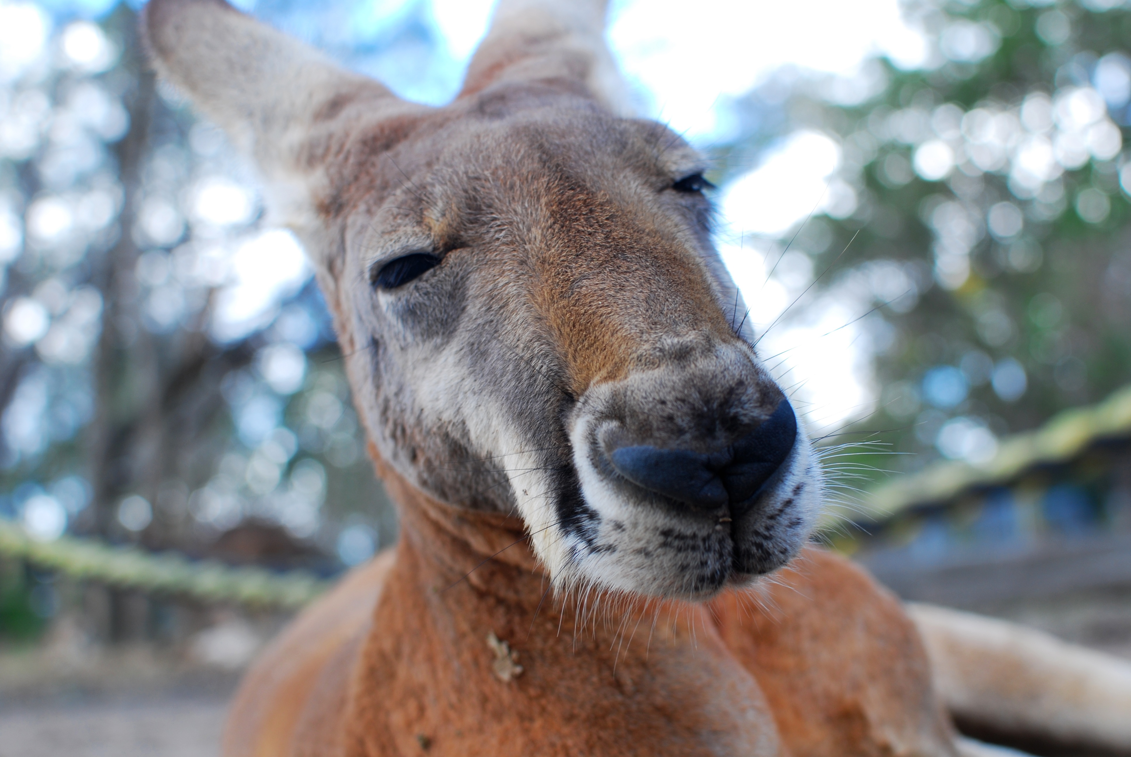 Australia, Animal, High, Jump, Kangaroo, HQ Photo