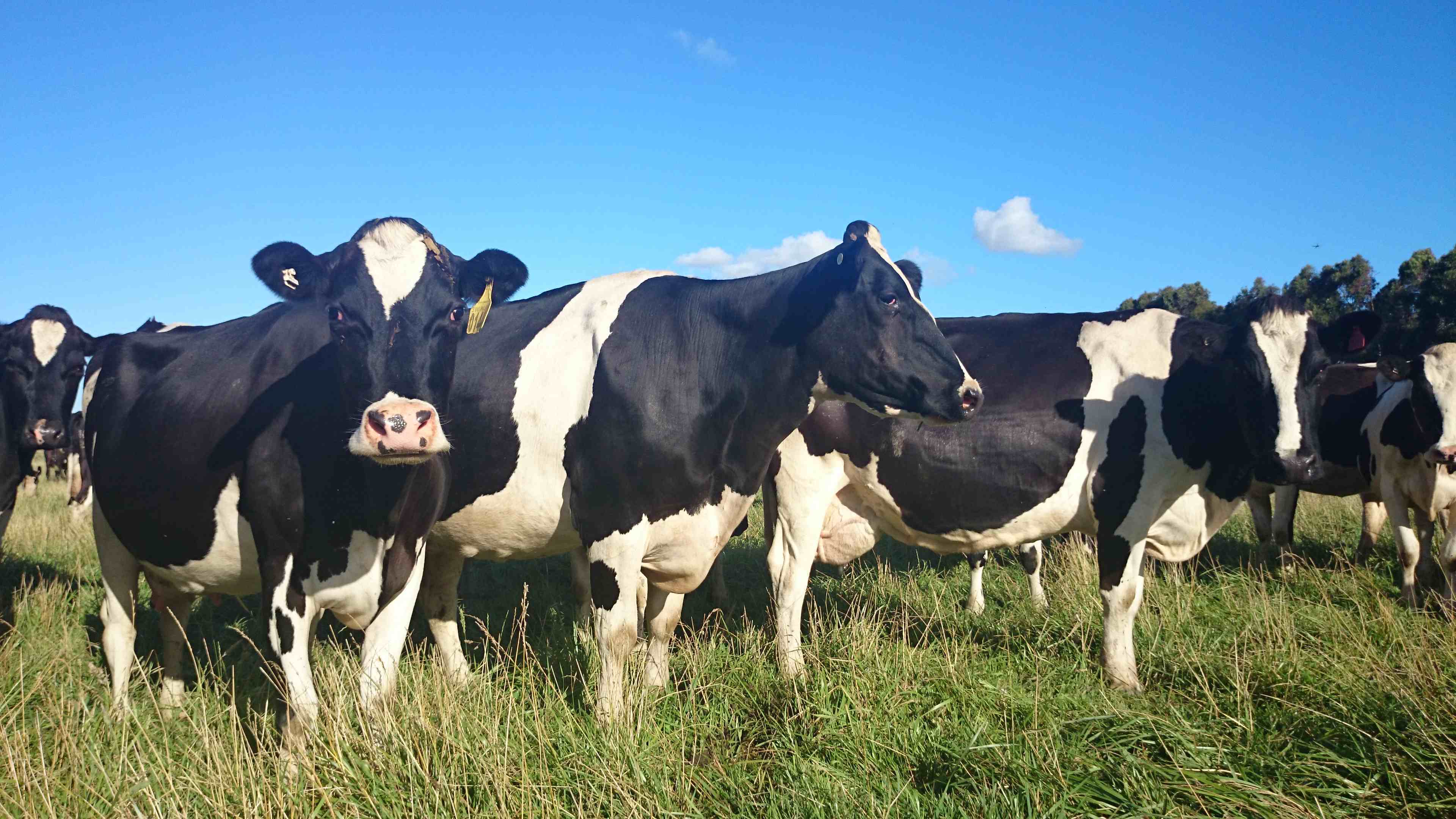 Australian dairy industry | The Milk Maid Marian