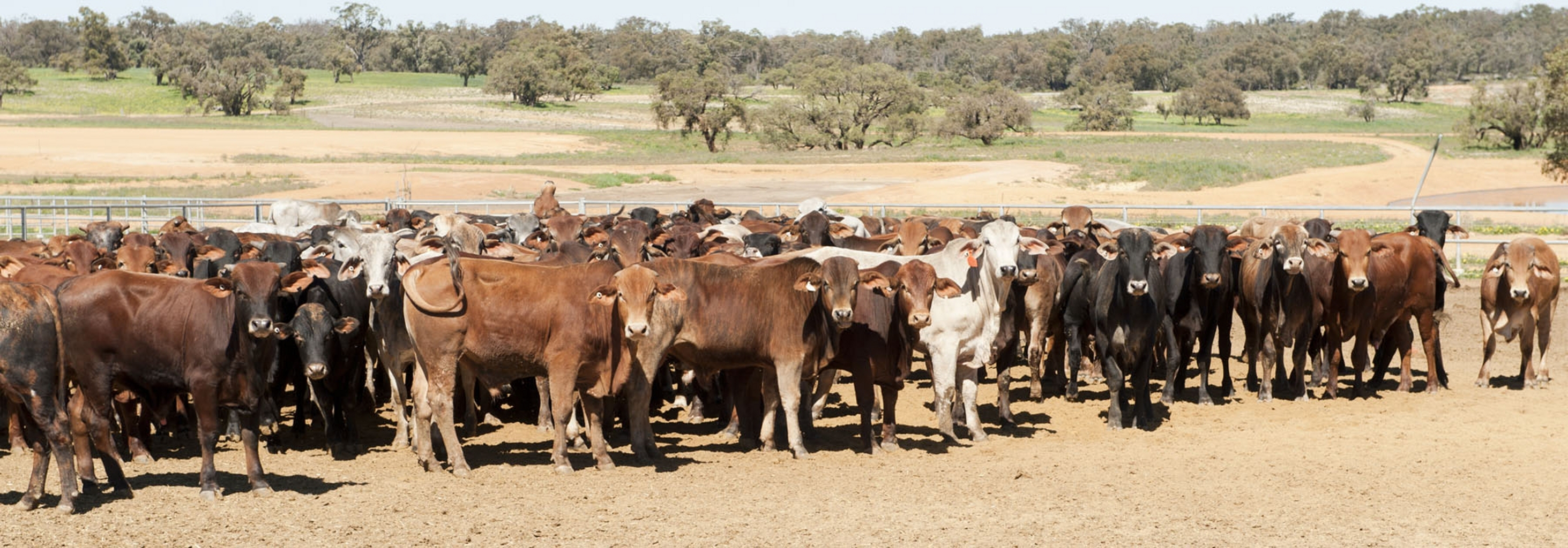 Importing livestock into Western Australia | Agriculture and Food