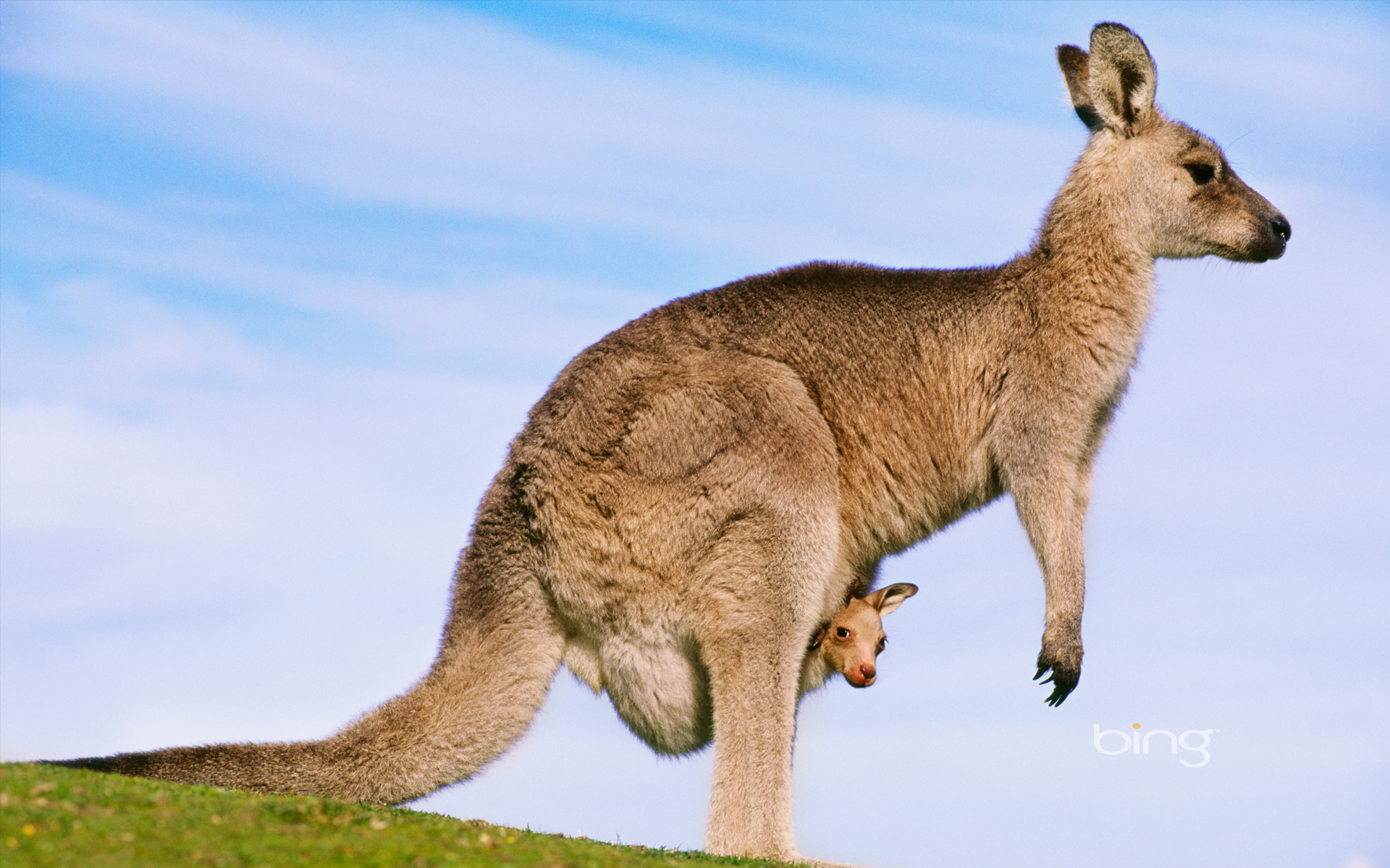 Australian Joey's images kangaroo with joey HD wallpaper and ...