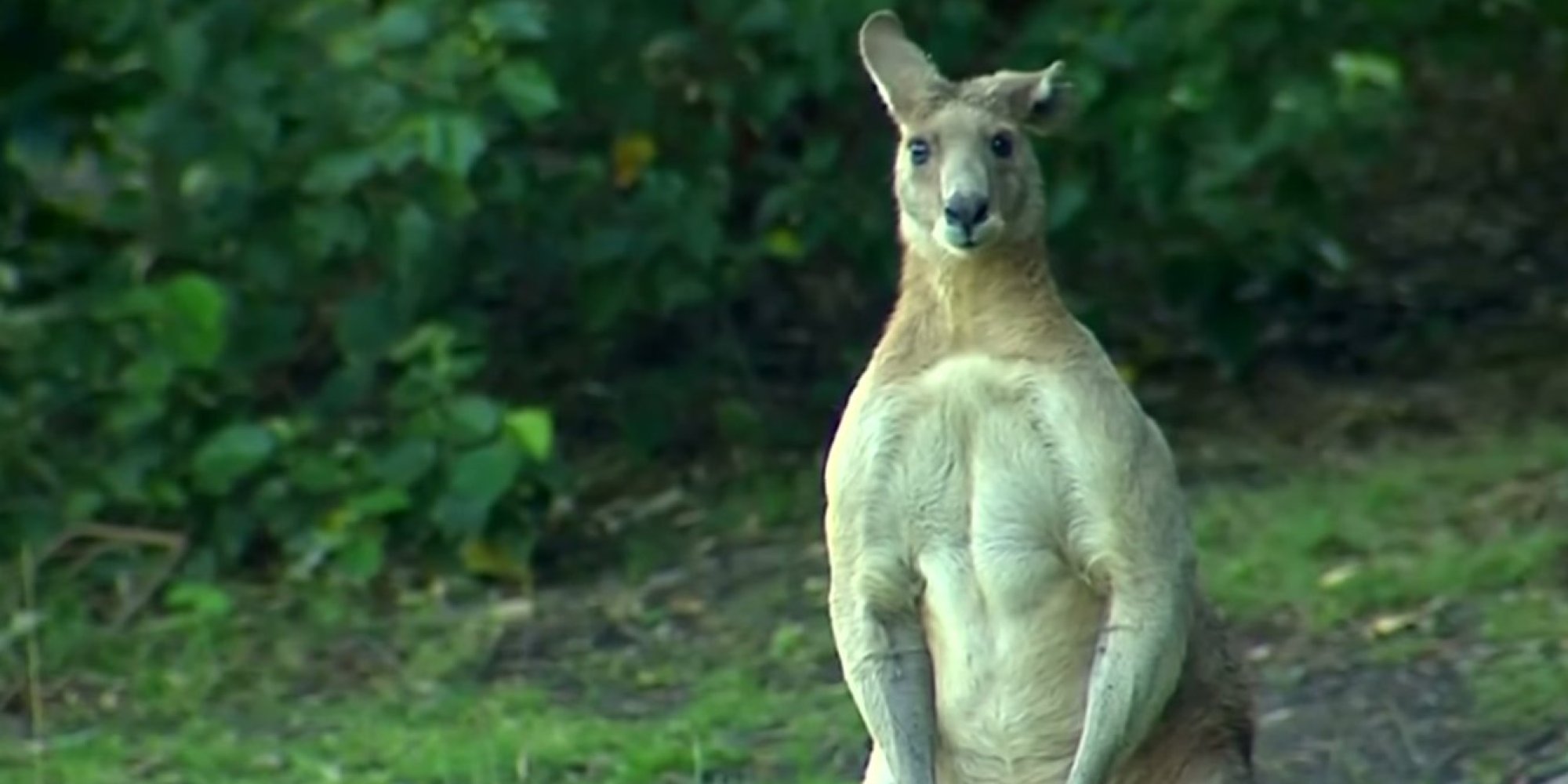 Really Buff Kangaroo Moves Into Brisbane Suburb, Flaunts Bulging ...