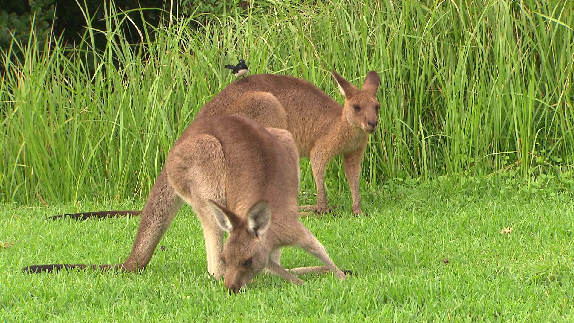 Kangaroo - native Australian marsupial Stock Video Footage - VideoBlocks
