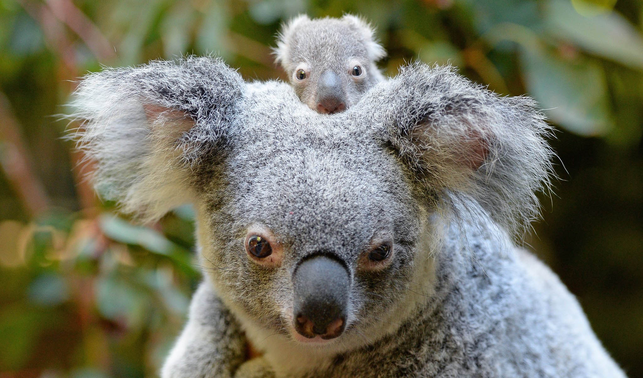 Australia zoo introduces its first baby koala for the season ...